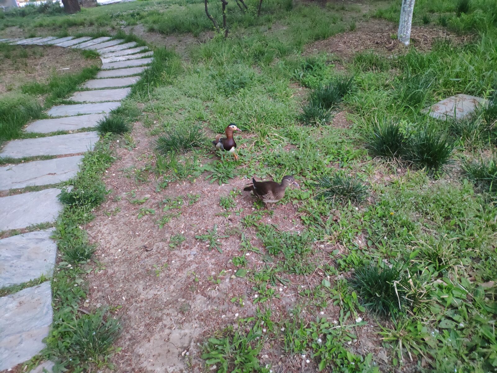 Xiaomi MI 8 sample photo. Duck, park, grassland photography