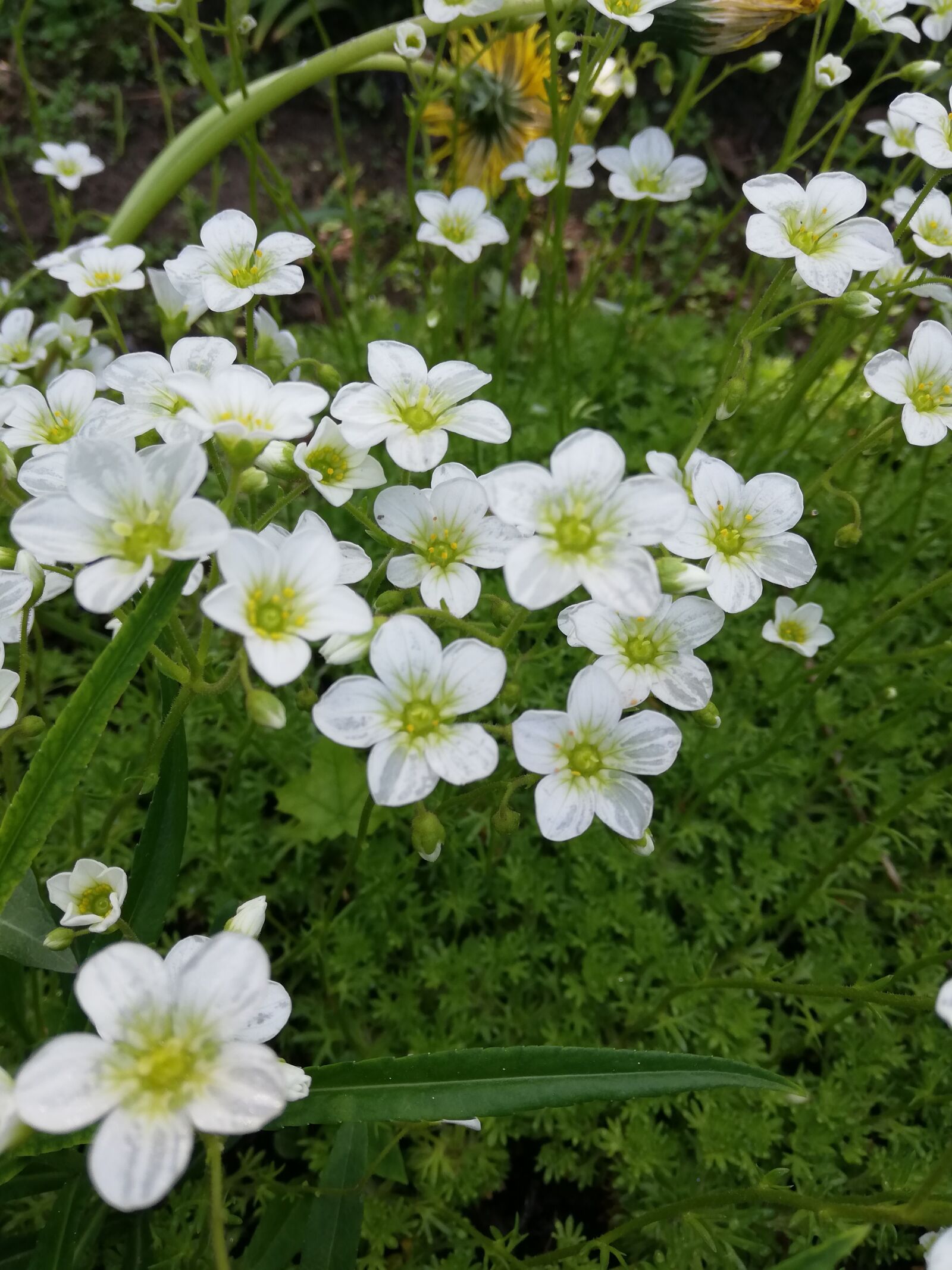 HUAWEI P20 lite sample photo. Flowers, white, day photography