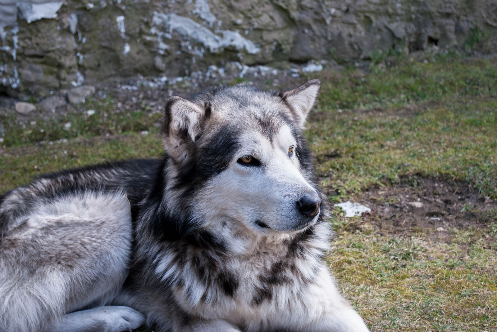Nikon D3000 sample photo. Dog, alija sk malamute photography