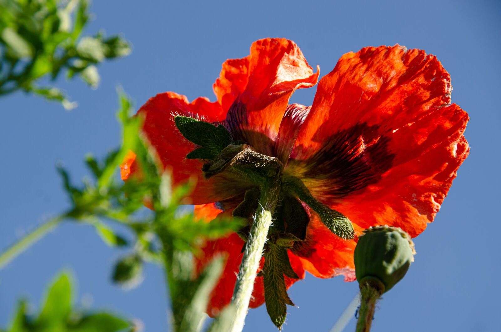 Nikon D7000 sample photo. Poppy, poppy garden, blossom photography