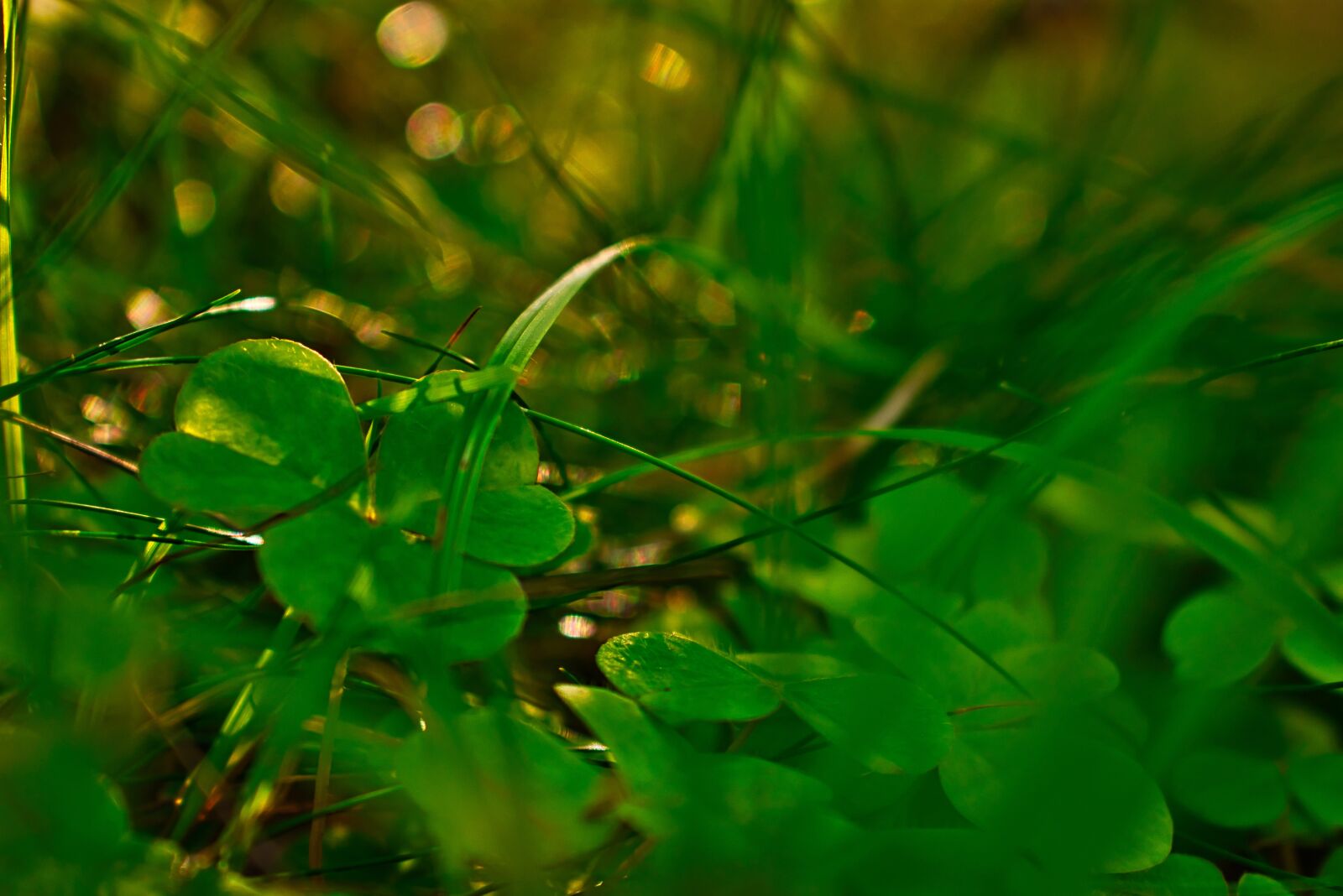 Nikon D3400 sample photo. Woodland clover, shamrock, forest photography
