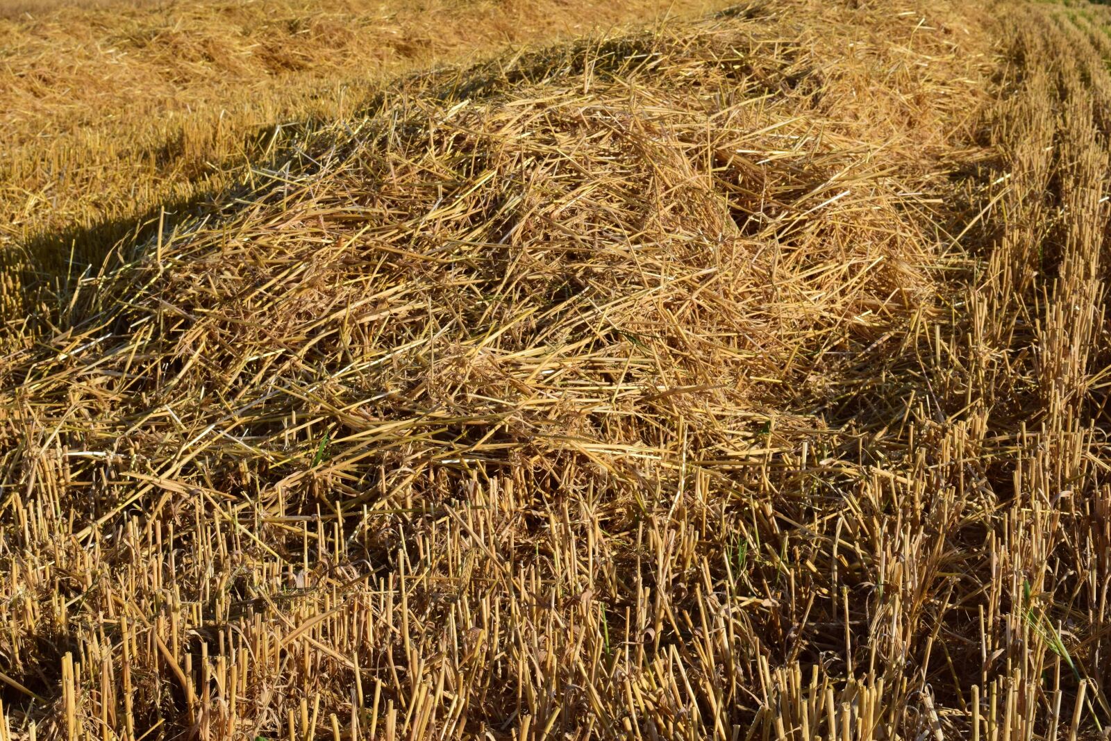 Nikon D3300 sample photo. Field, agriculture, nature, straw photography
