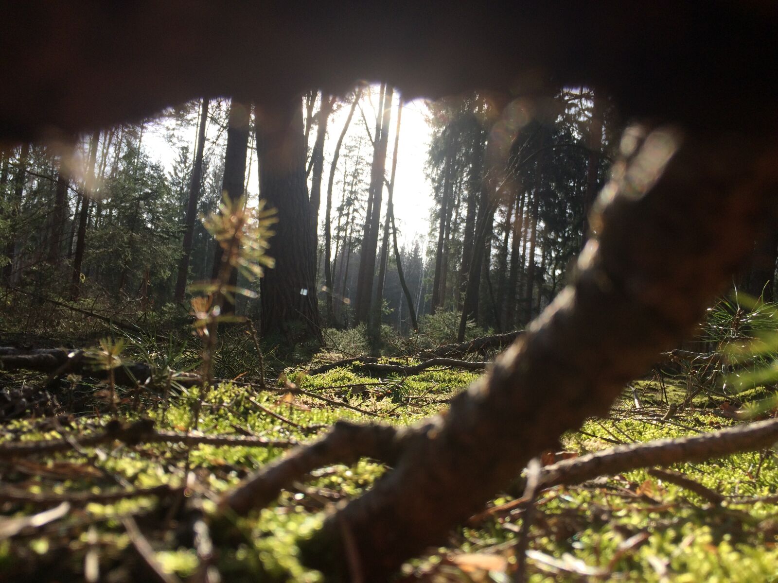 iPhone 5s back camera 4.15mm f/2.2 sample photo. Forest, nature, moss photography