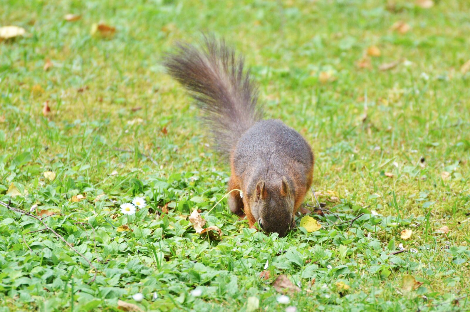 Nikon D3200 sample photo. Squirrel, nager, rodent photography