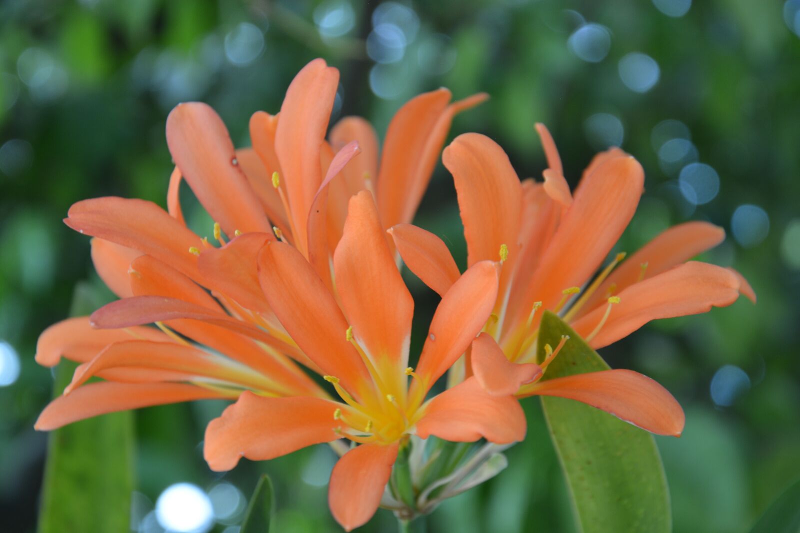 Nikon D5200 sample photo. Orange flower, flower, petals photography