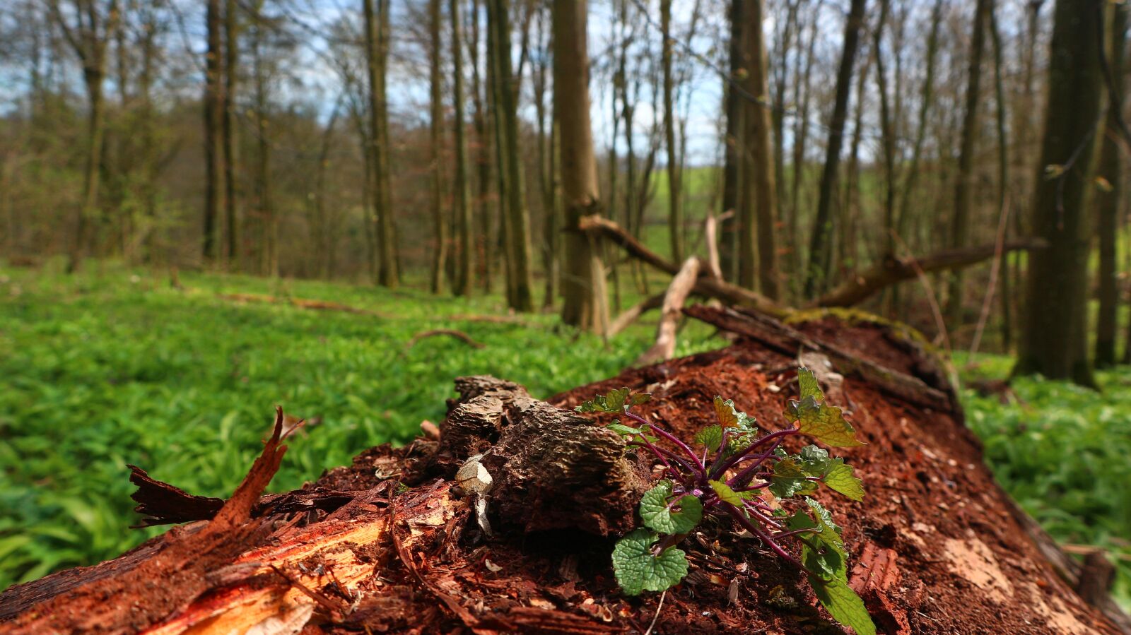 Canon EF-M 15-45mm F3.5-6.3 IS STM sample photo. Forest, green, trees photography