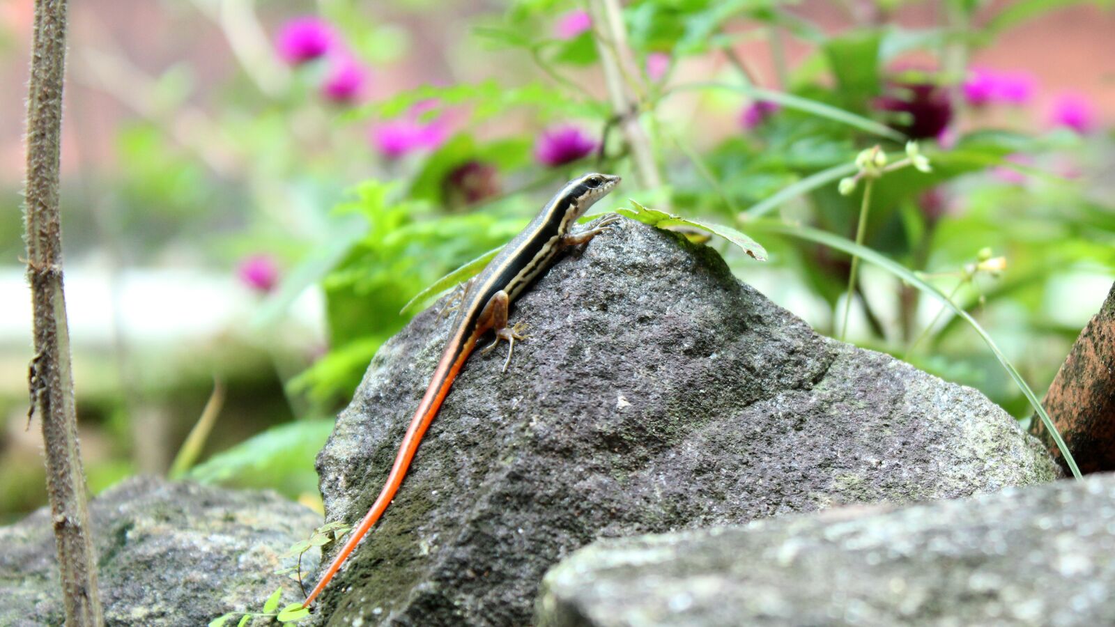 Canon EOS 1300D (EOS Rebel T6 / EOS Kiss X80) sample photo. Nature, flora, outdoors photography