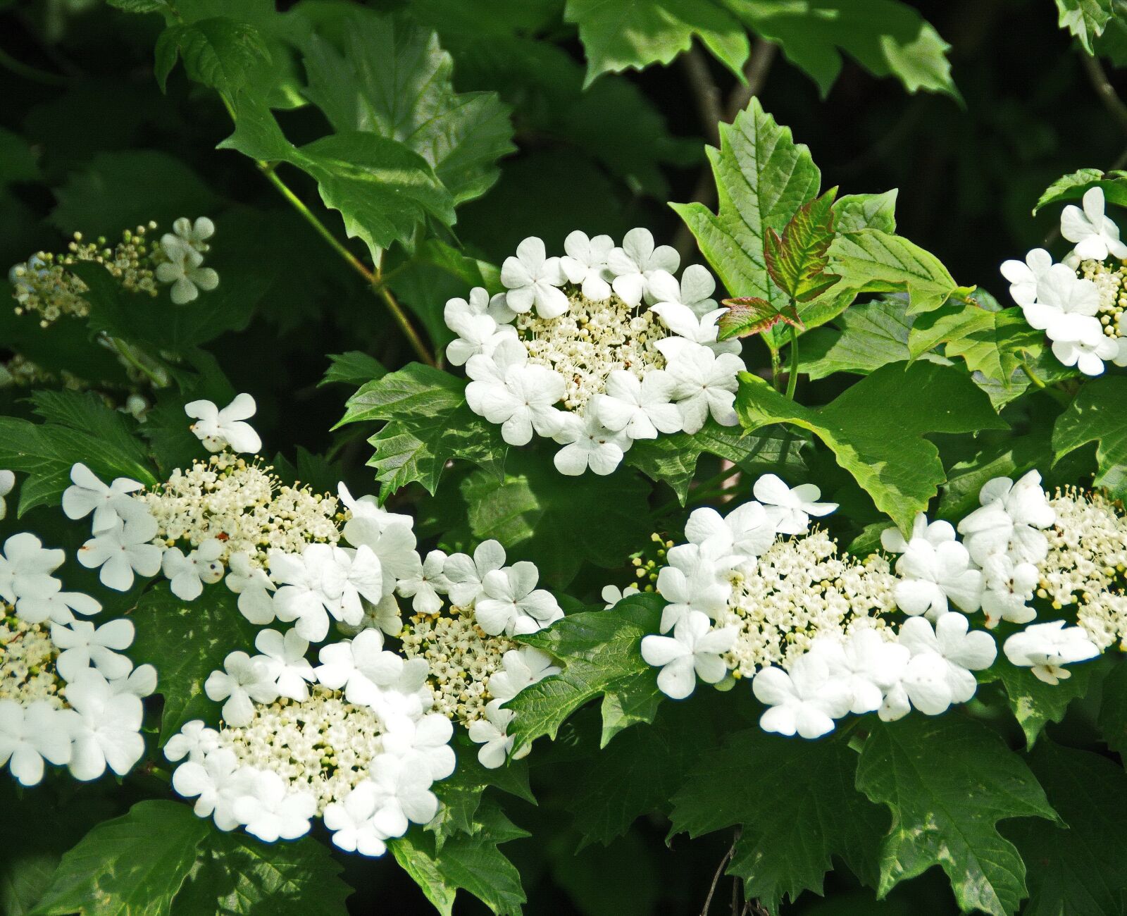 Pentax K-5 sample photo. Viburnum, white flowers, spring photography