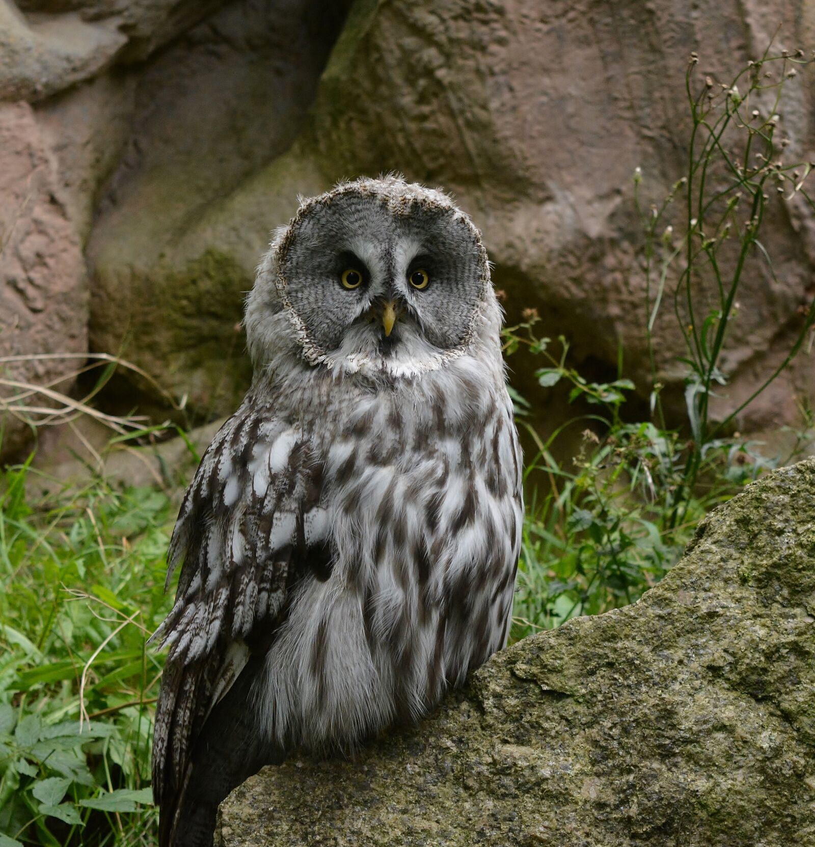 Nikon D5200 sample photo. Animal world, nature, bird photography