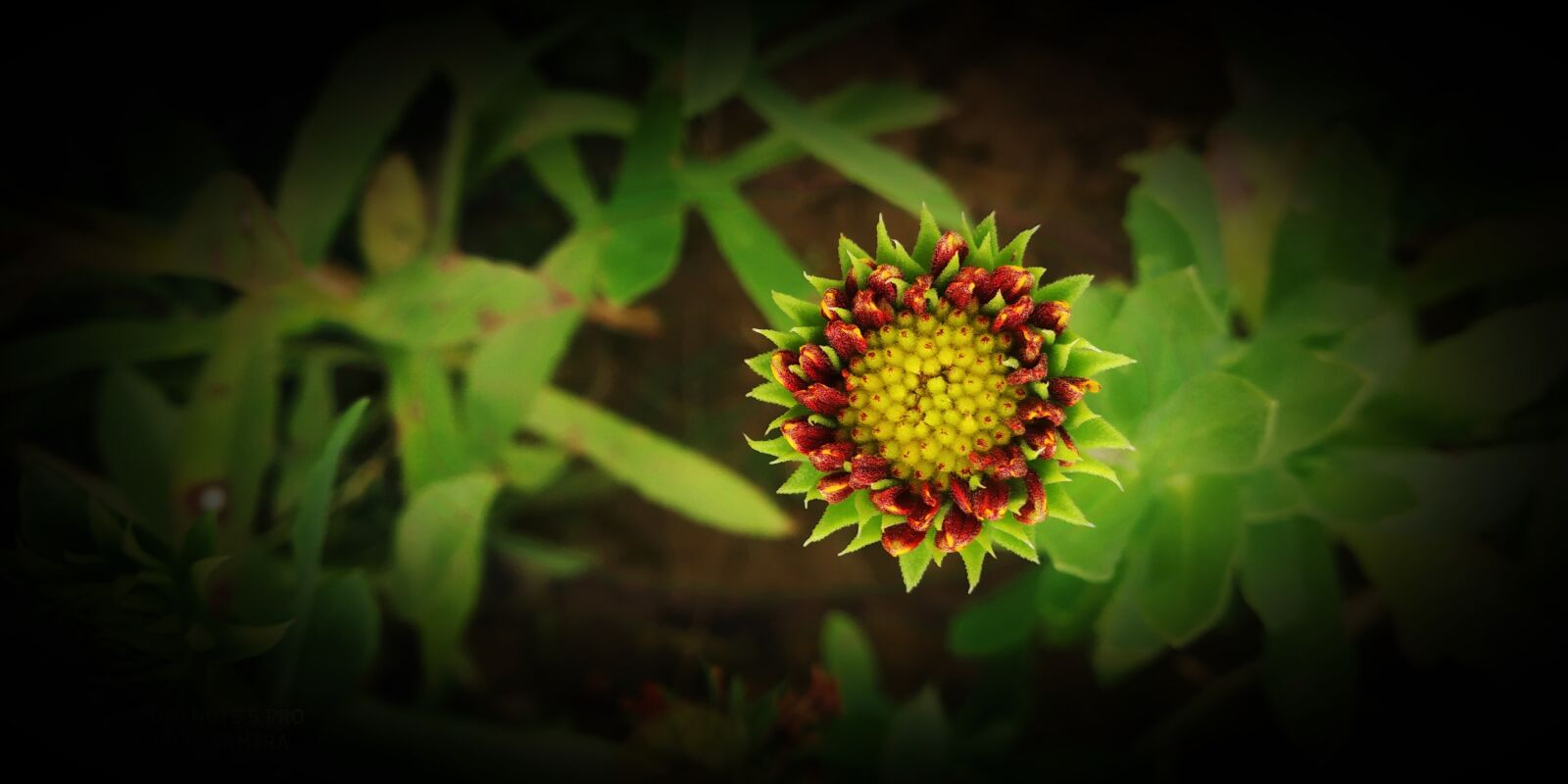 Xiaomi Redmi Note 5 Pro sample photo. Flowers, phone, nature photography