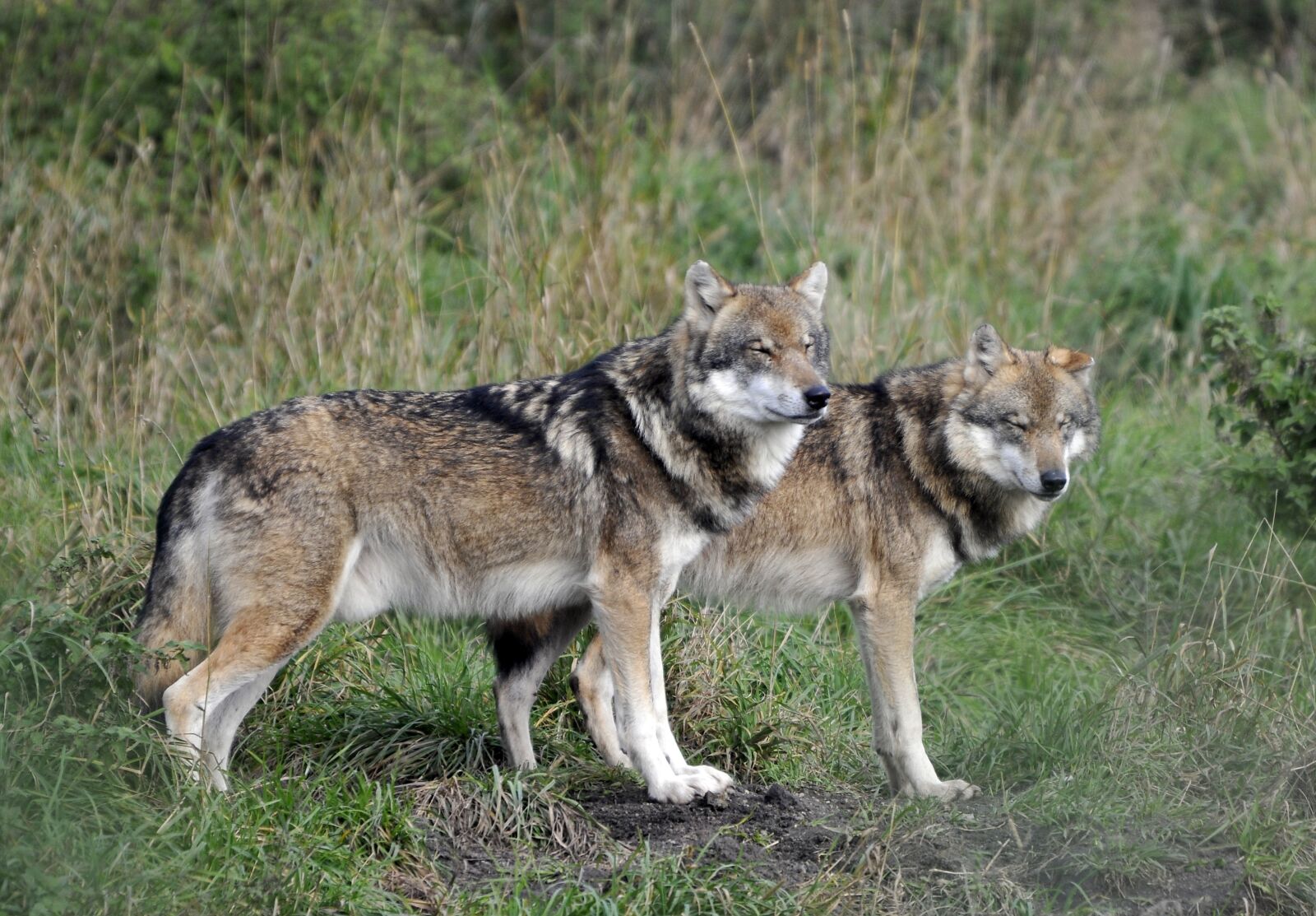 Nikon D300 sample photo. Wildlife park, poing, wolves photography