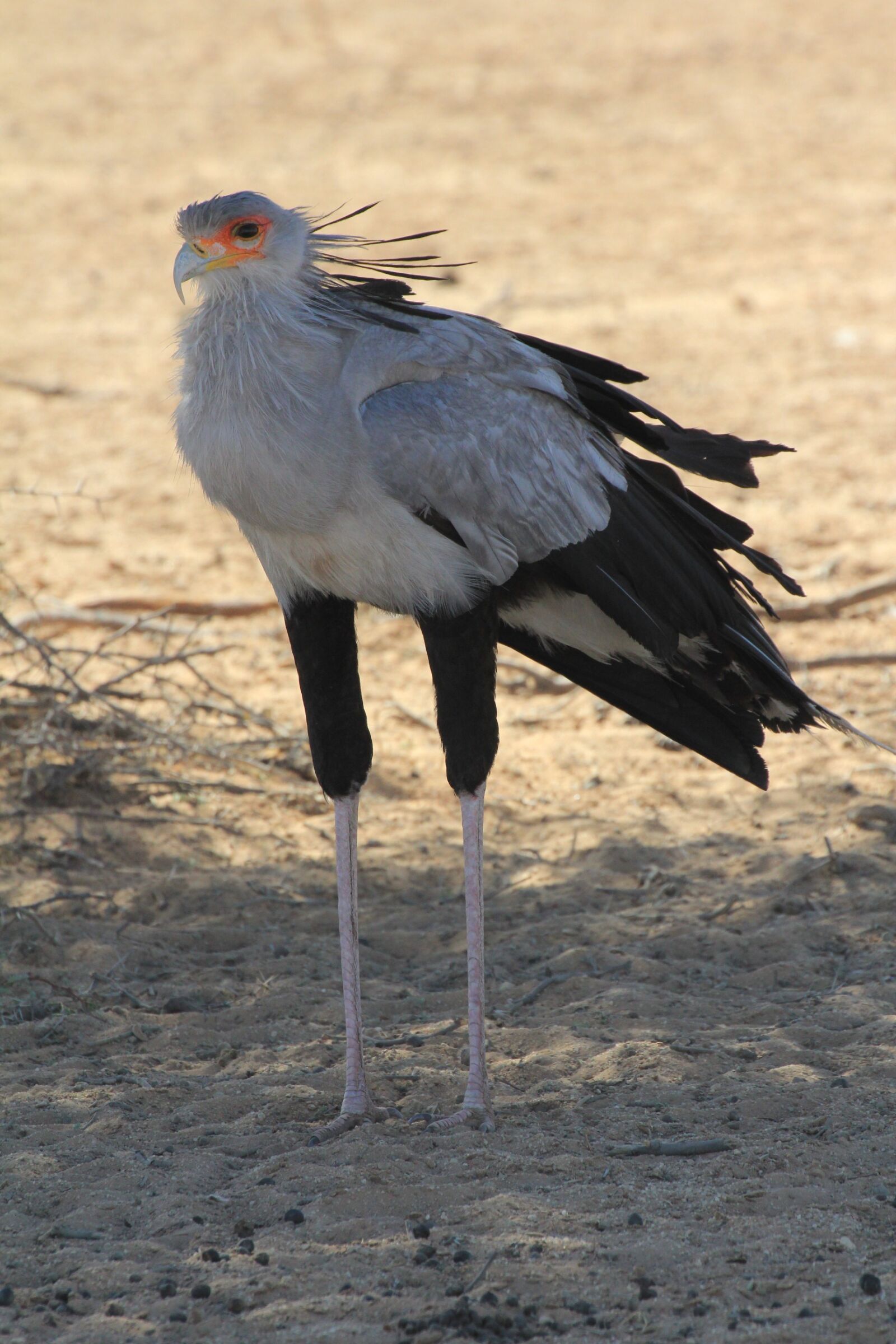 Canon EOS 550D (EOS Rebel T2i / EOS Kiss X4) sample photo. Secretary bird, raptor, predator photography