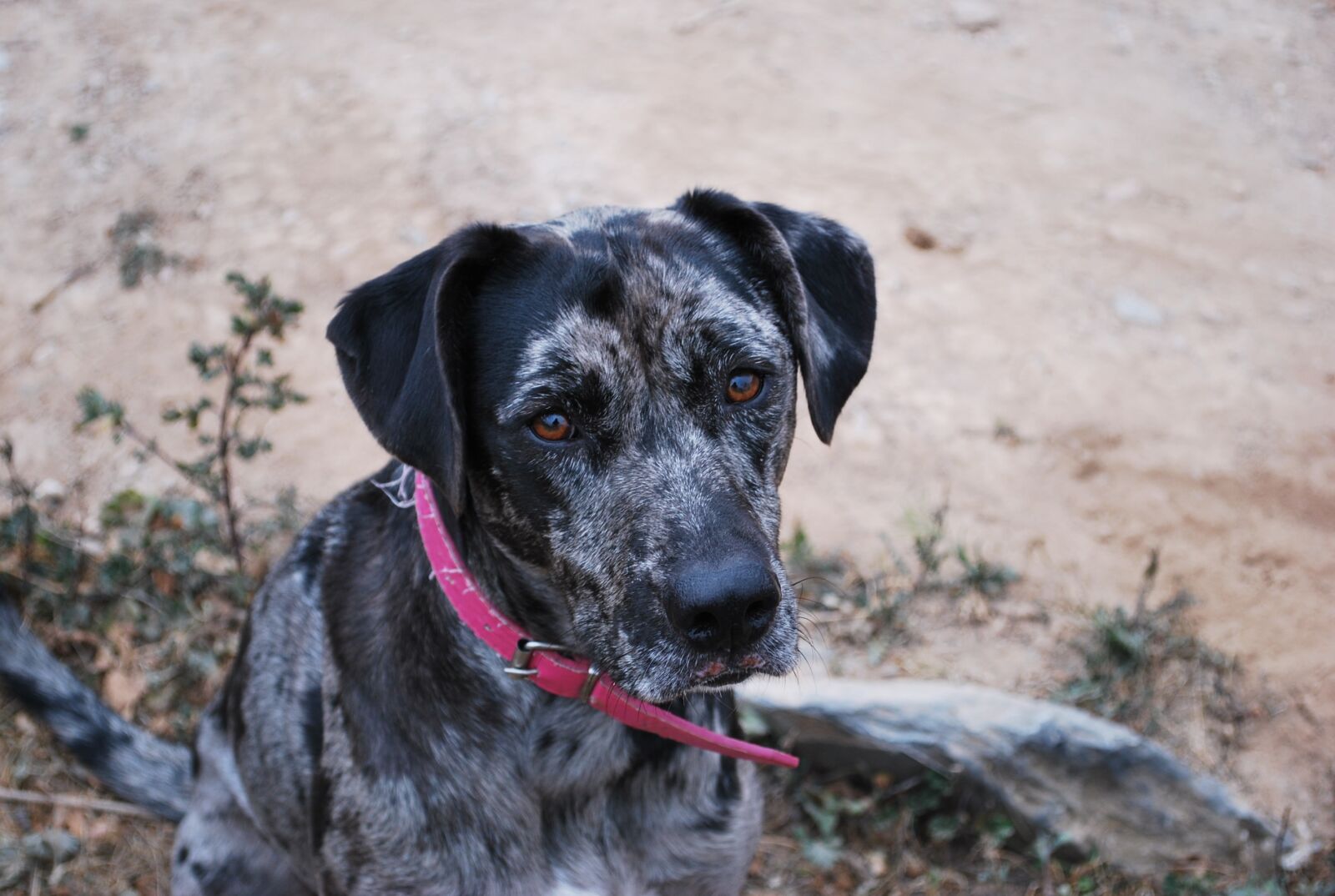 Nikon D60 sample photo. Dog, leopard dog, black photography