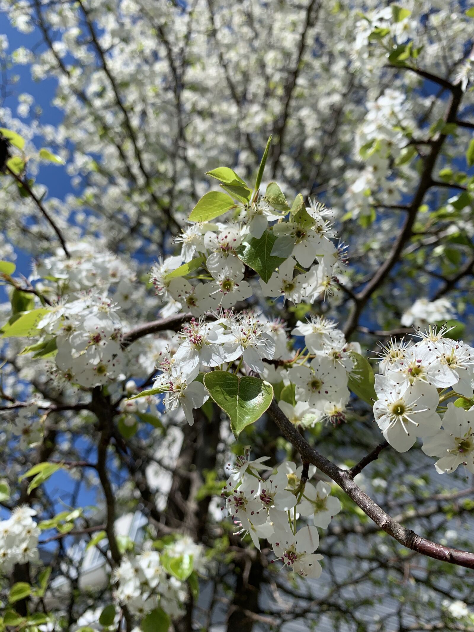 Apple iPhone XR sample photo. Flower, white, garden photography