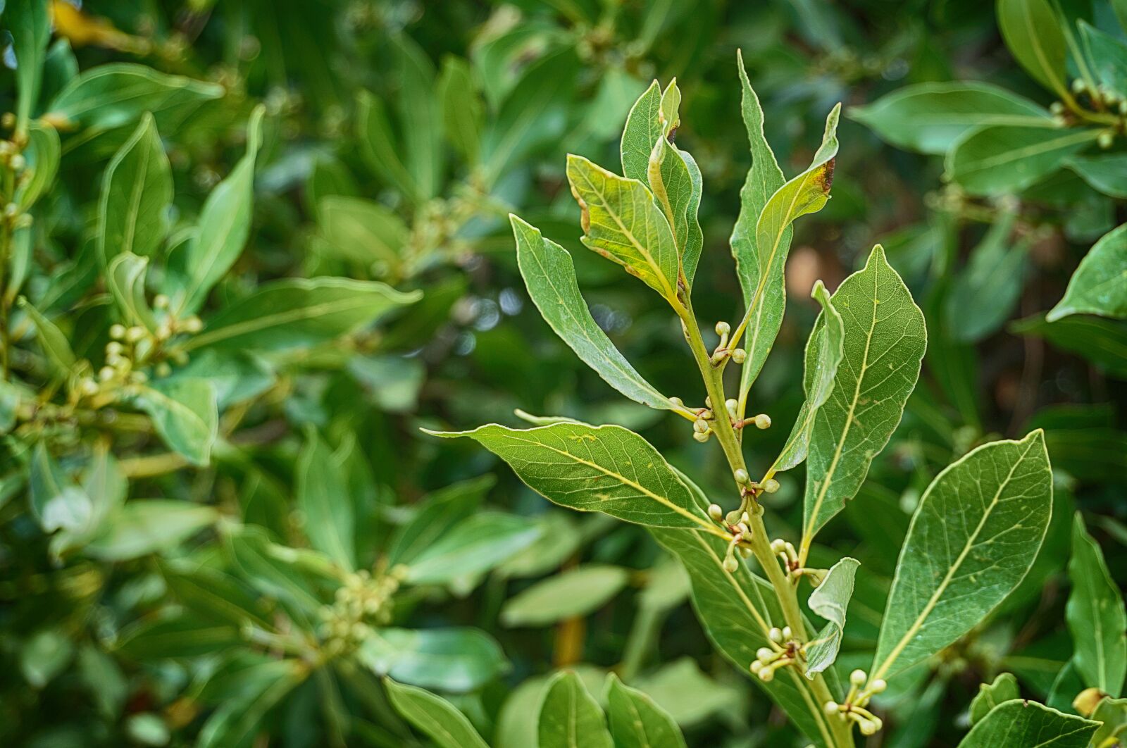 Sony a5100 sample photo. Laurel, laurel tree, laurel photography