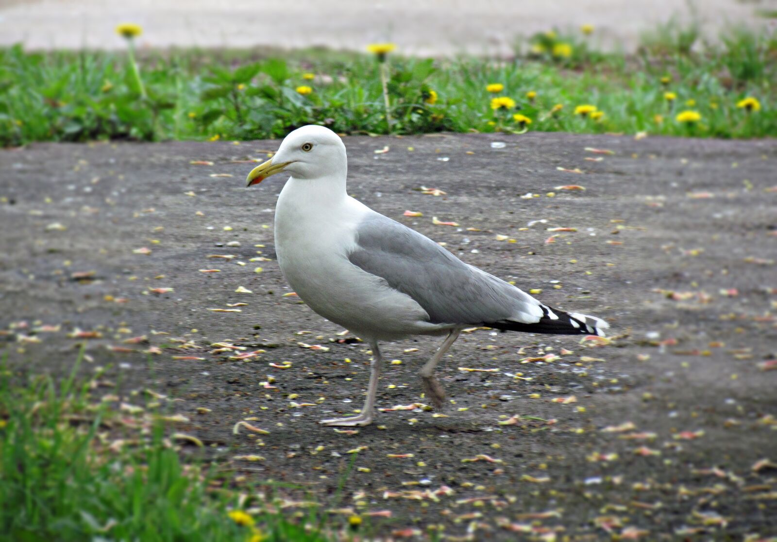 Canon PowerShot SX30 IS sample photo. Seagull, sea, spacer photography