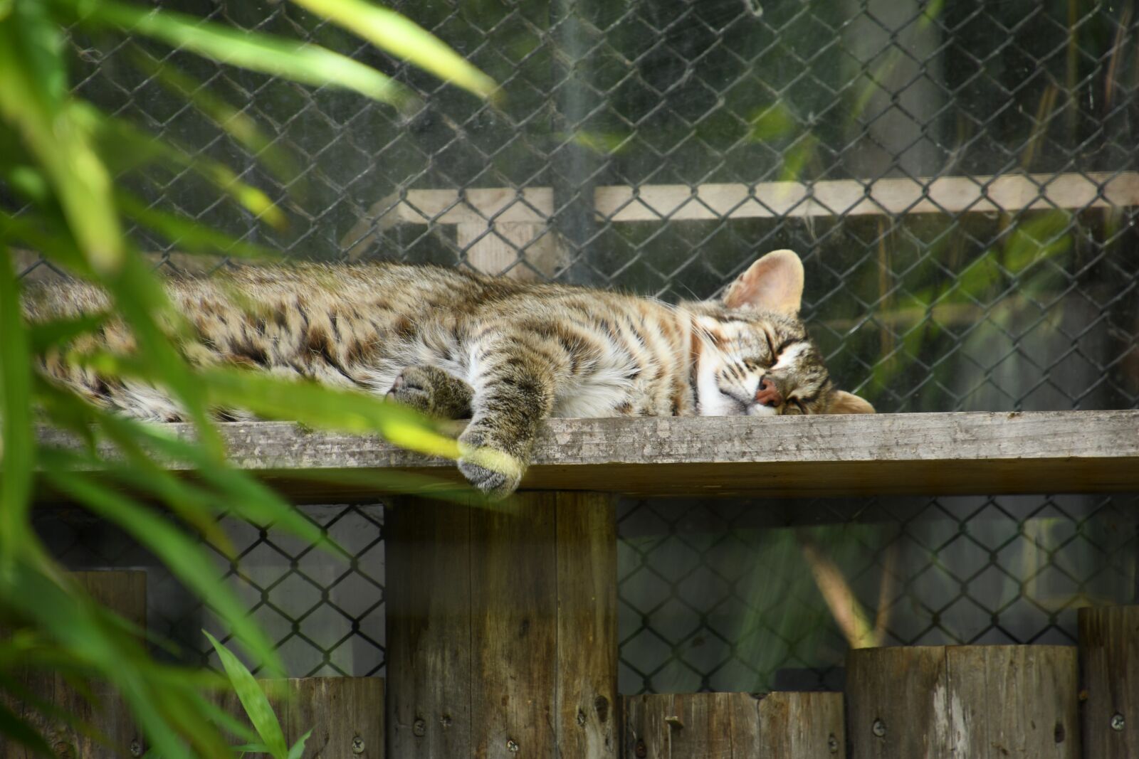 Nikon D7500 sample photo. Cat, animal, sleep photography
