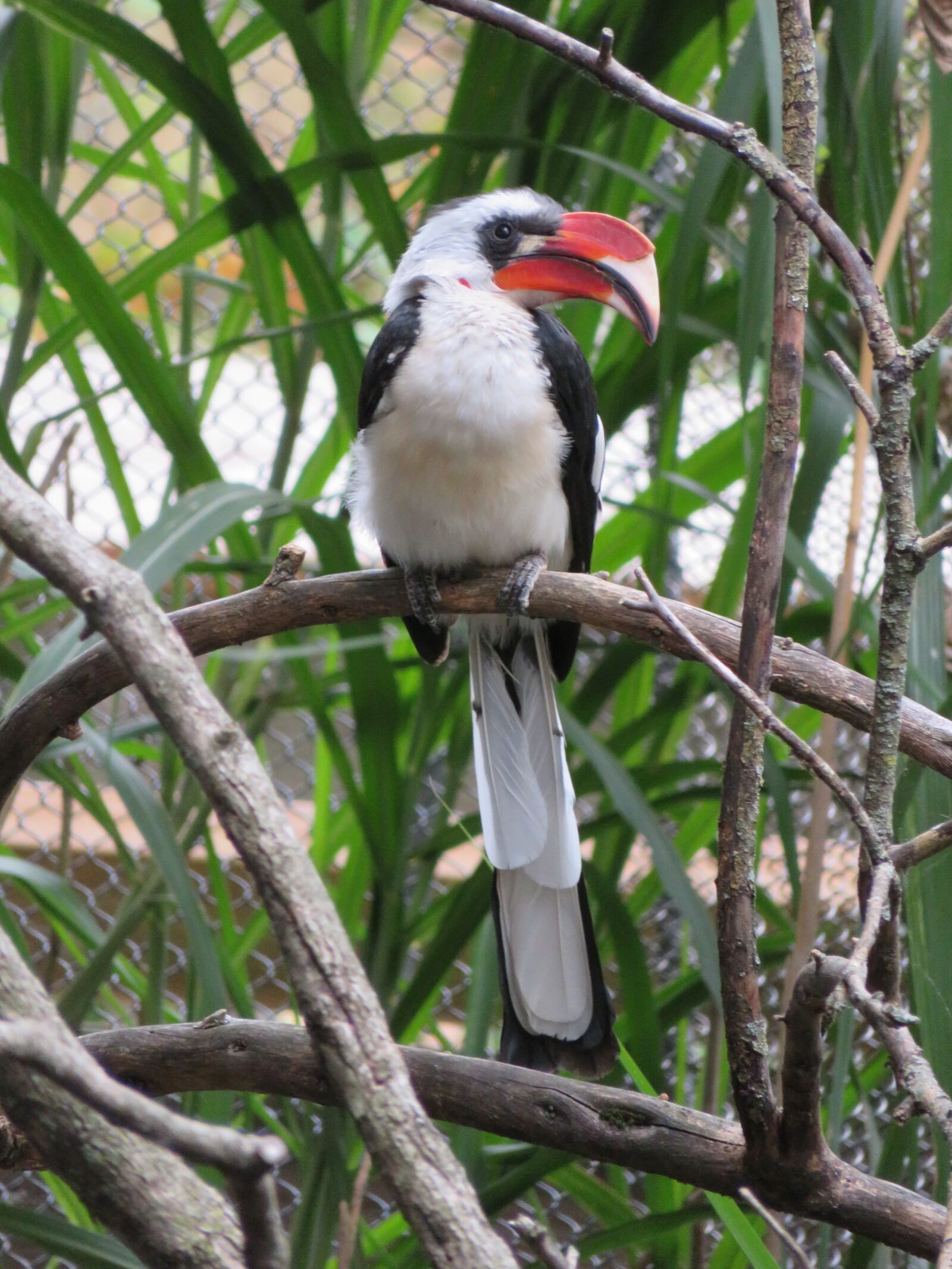 Canon PowerShot SX720 HS sample photo. Bird, hornbill, bill photography