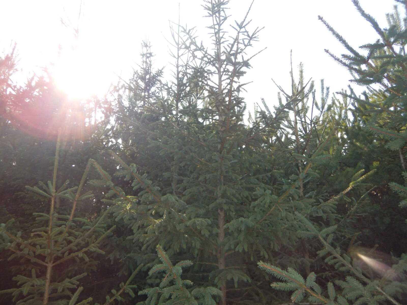 Nikon Coolpix AW130 sample photo. Sun, sunlight, sunshine, tree photography