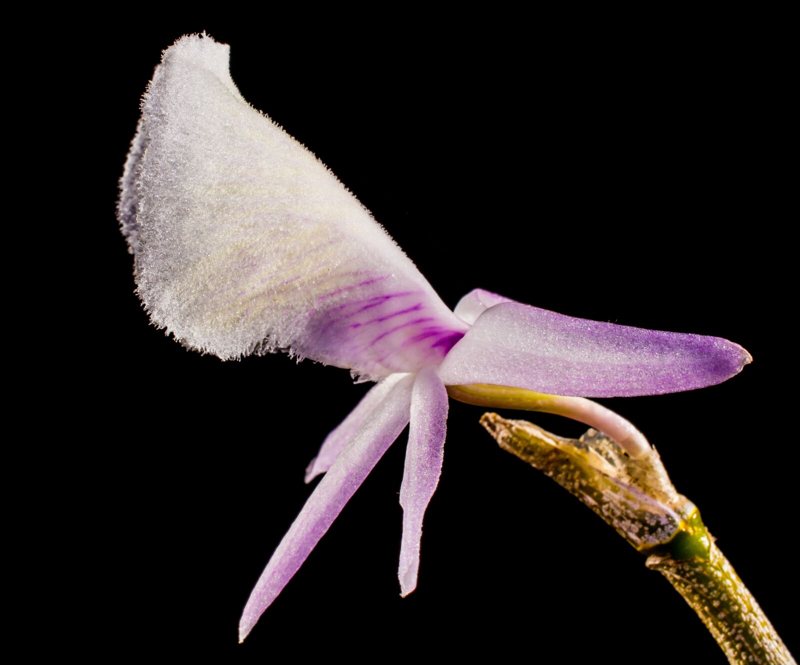 Nikon D5200 sample photo. Wild orchid, orchid, white photography