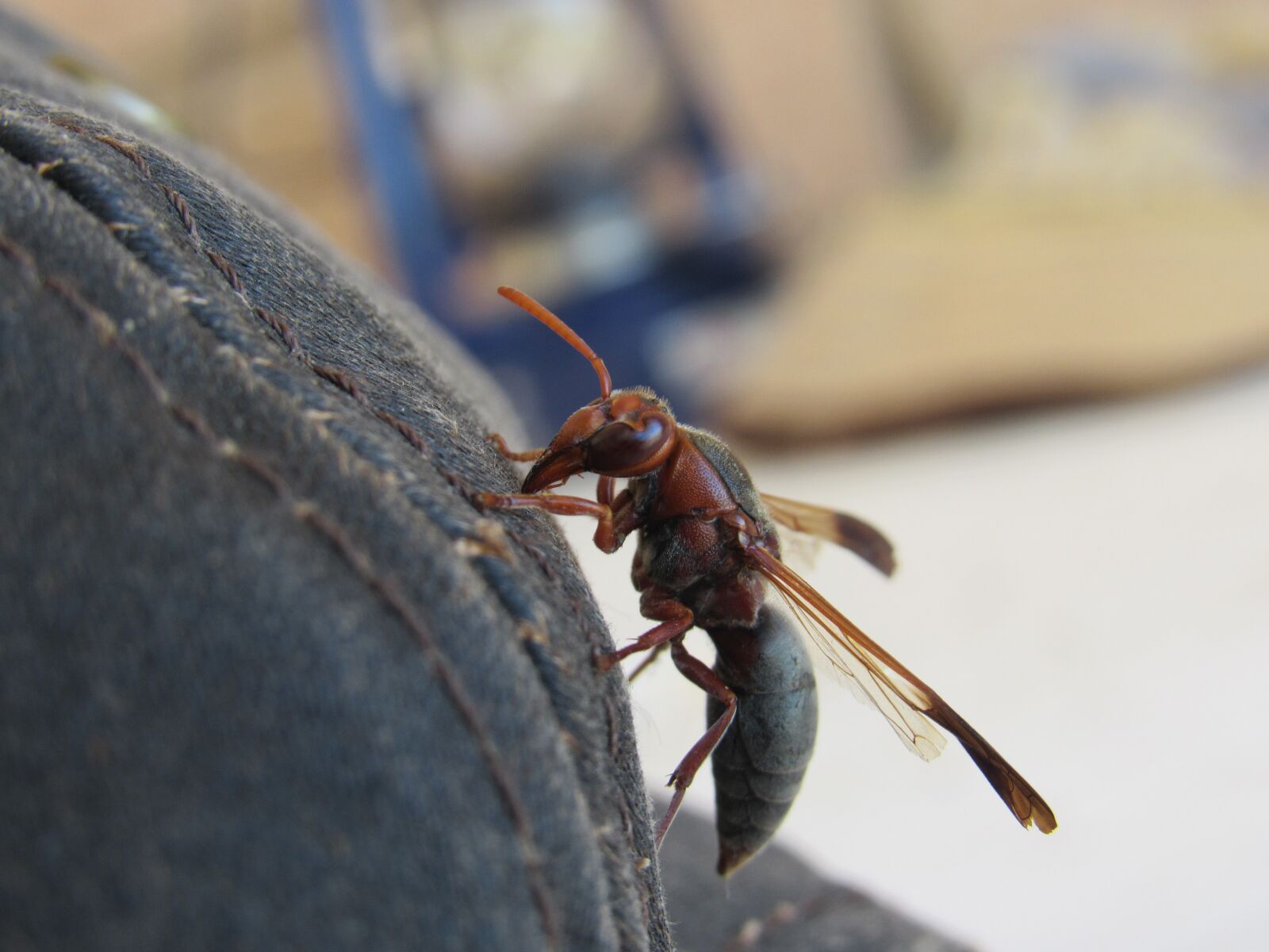 Canon PowerShot SX530 HS sample photo. Bee, red, brown photography