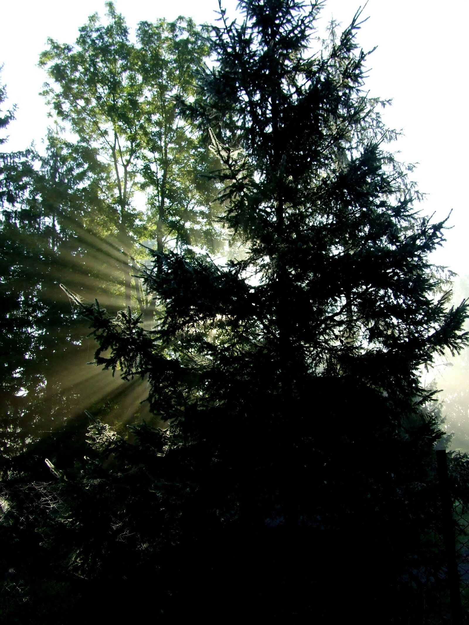 Fujifilm FinePix S5600 sample photo. Tree, light, morning photography