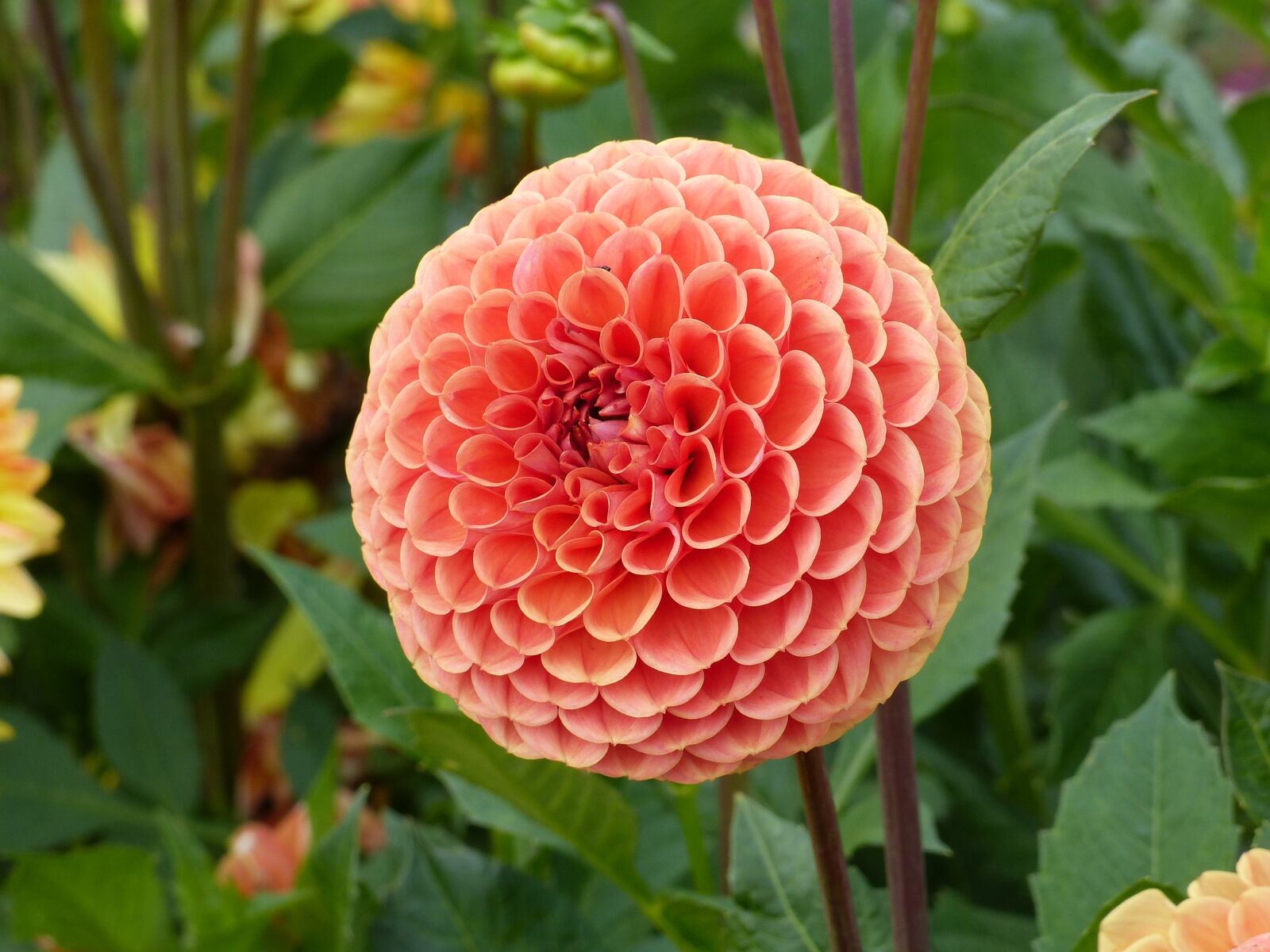 Panasonic Lumix DMC-FZ200 sample photo. Dahlia, pompom, orange photography