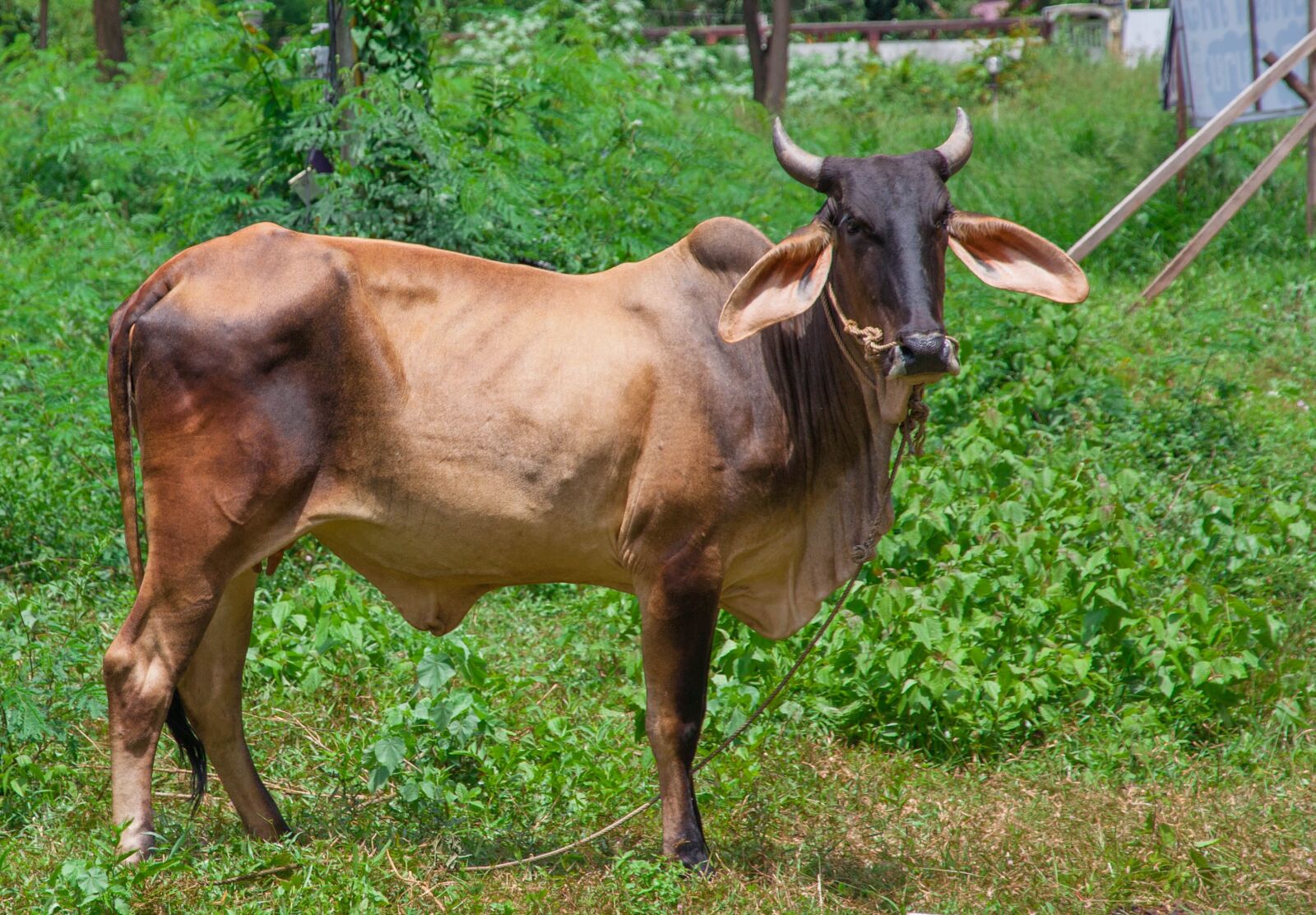 Canon EF-S 15-85mm F3.5-5.6 IS USM sample photo. Cow, thailand, animal photography