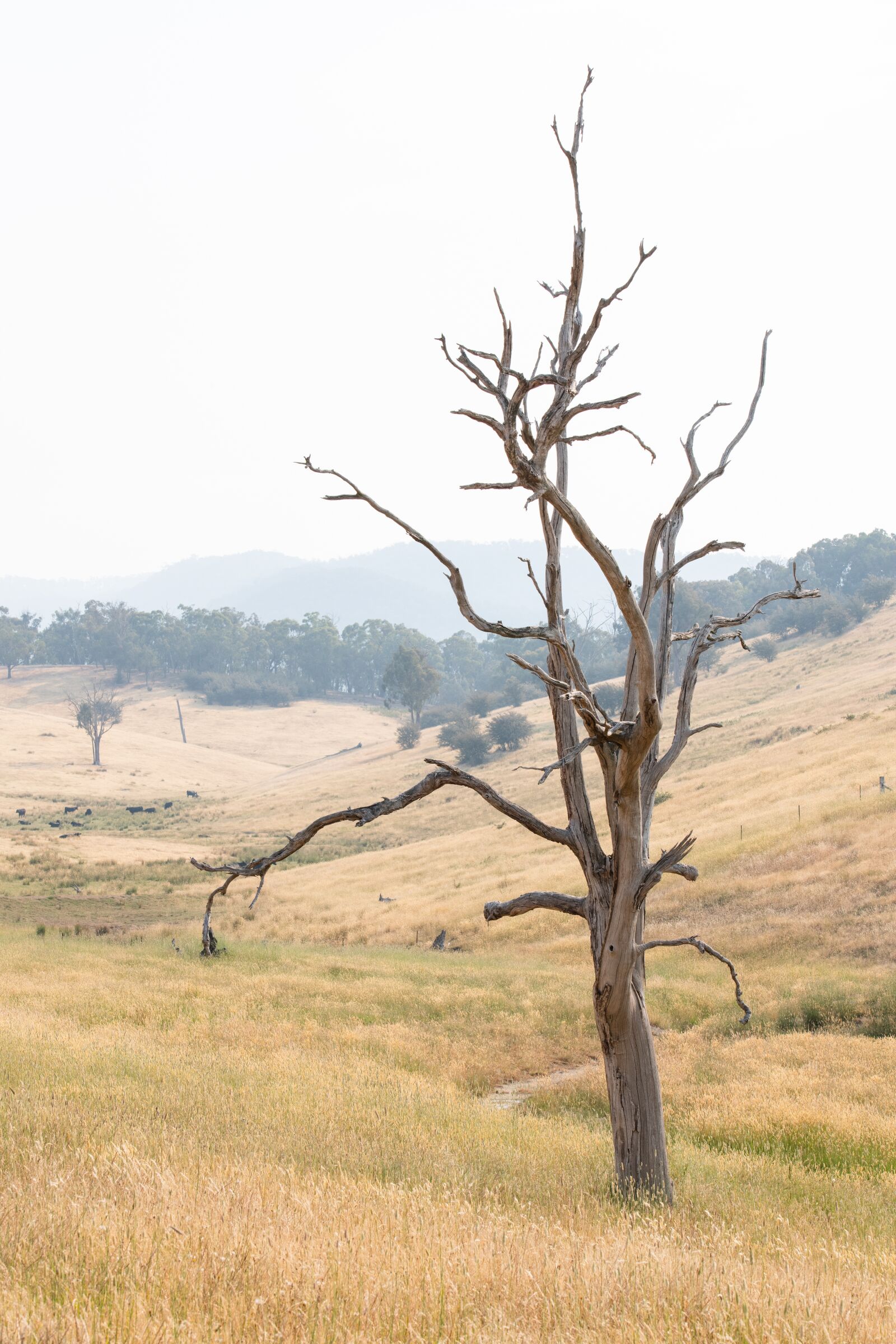 Nikon D850 sample photo. Tree, dead, country photography