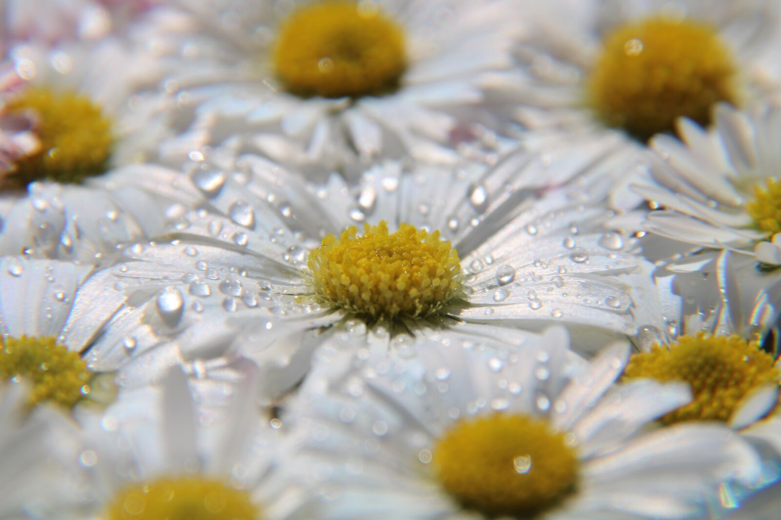 Canon EOS 2000D (EOS Rebel T7 / EOS Kiss X90 / EOS 1500D) sample photo. Daisy, drop of water photography