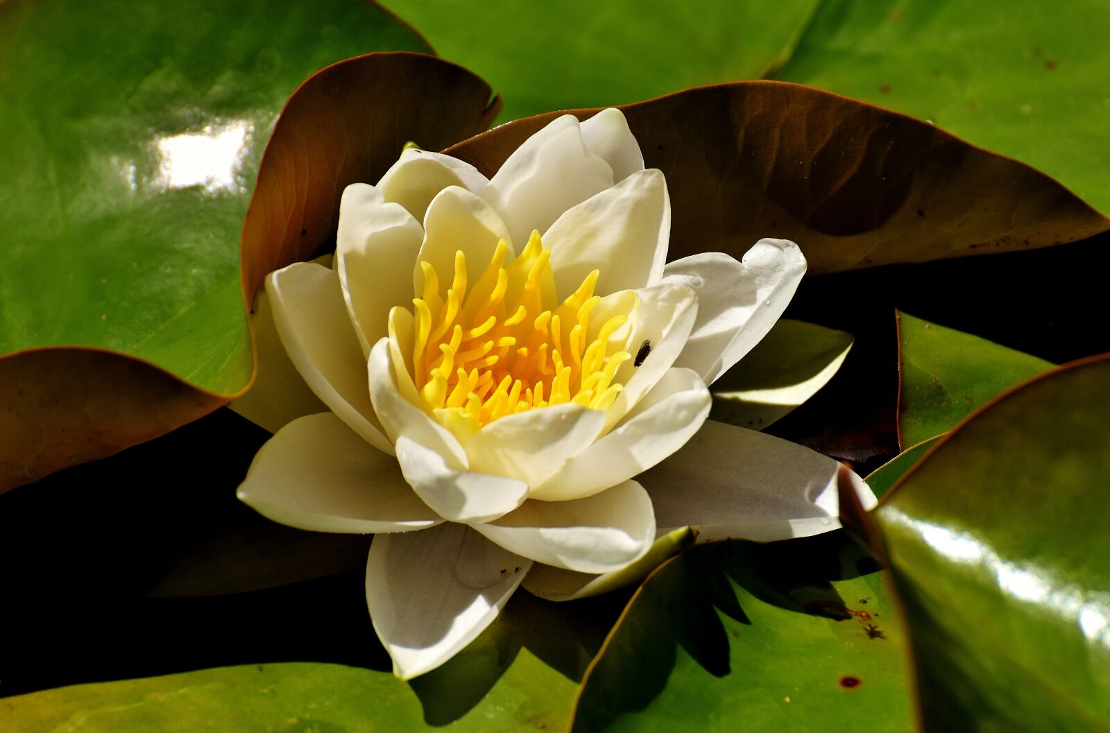Nikon D7200 sample photo. Water lilies, white, summer photography