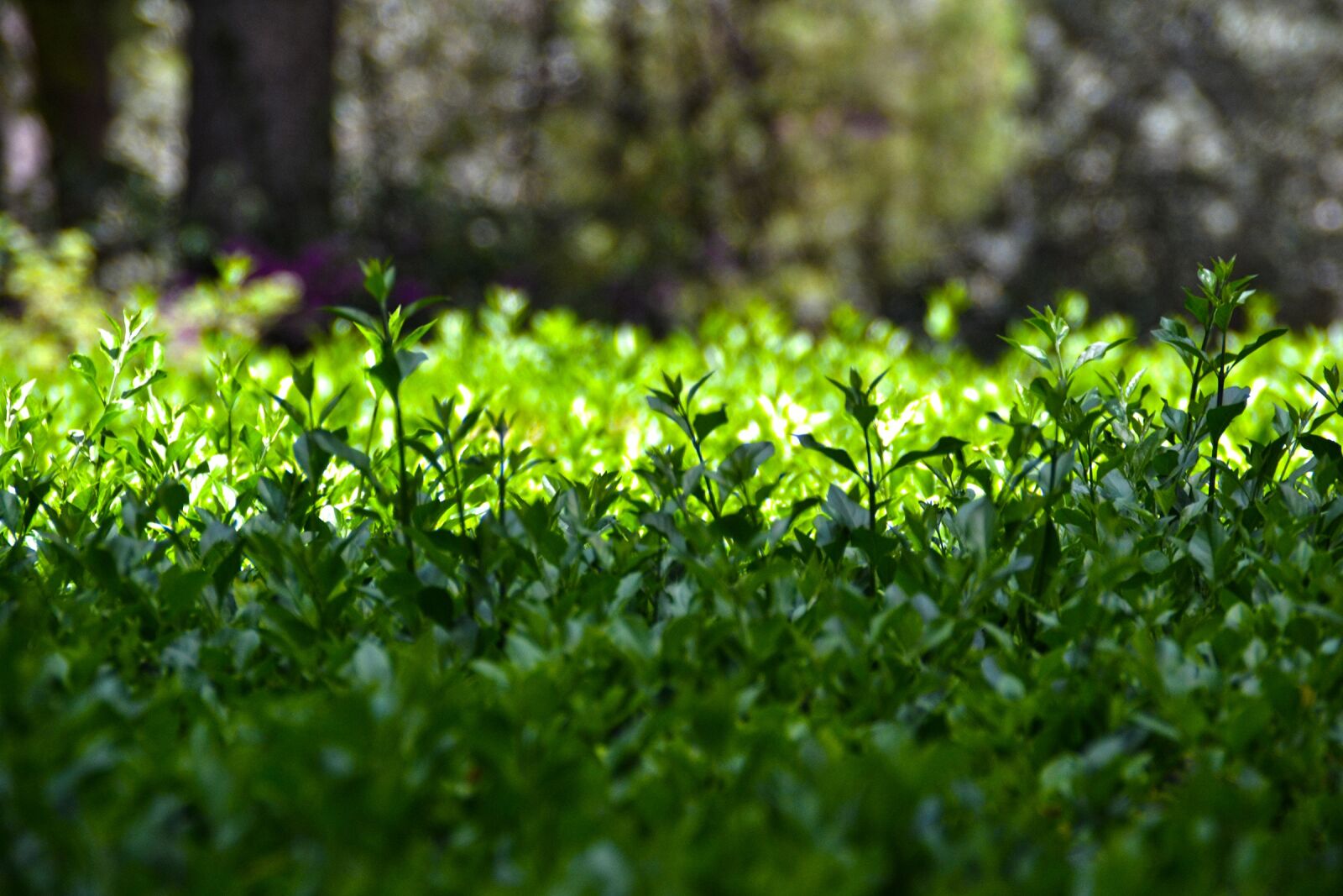 Nikon D3100 sample photo. Grass, park, green photography