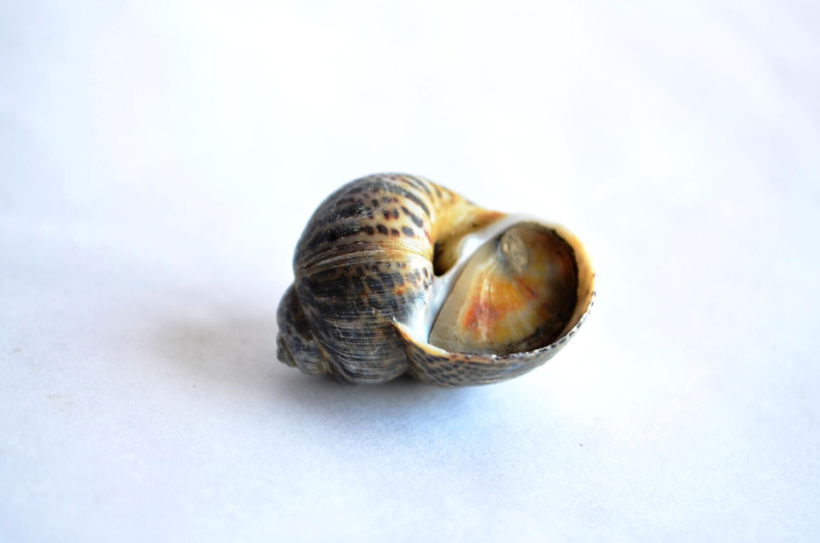 Nikon D5100 sample photo. Shell, snail, mollusk, snail photography