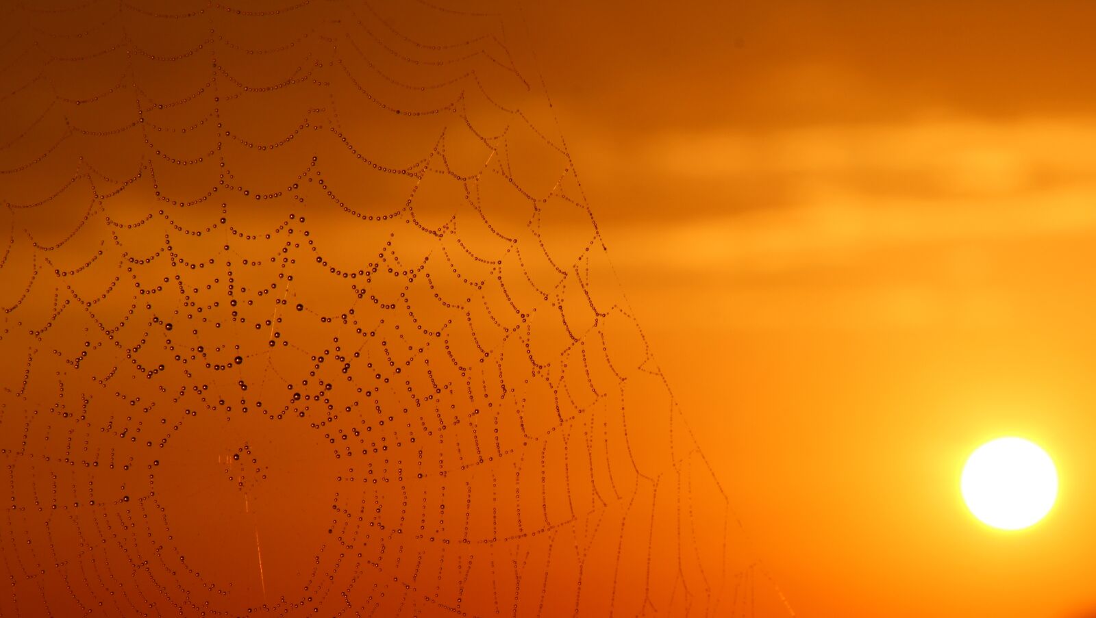 Canon EOS 700D (EOS Rebel T5i / EOS Kiss X7i) sample photo. Spider web, dew, sunrise photography
