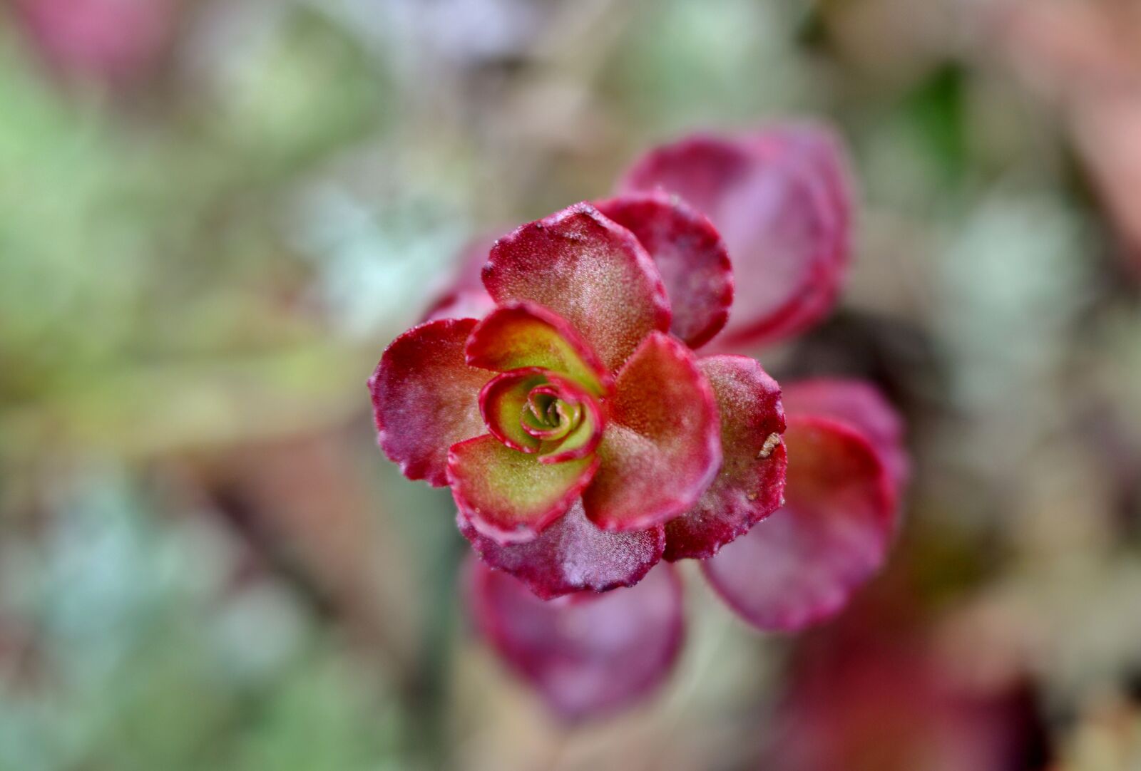 Nikon D600 sample photo. Succulent, flora, vegetable photography