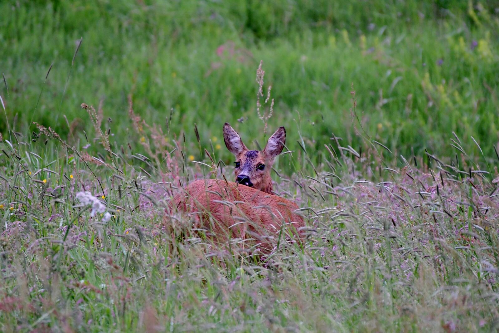 Nikon D500 sample photo. Ree, roe, animals photography