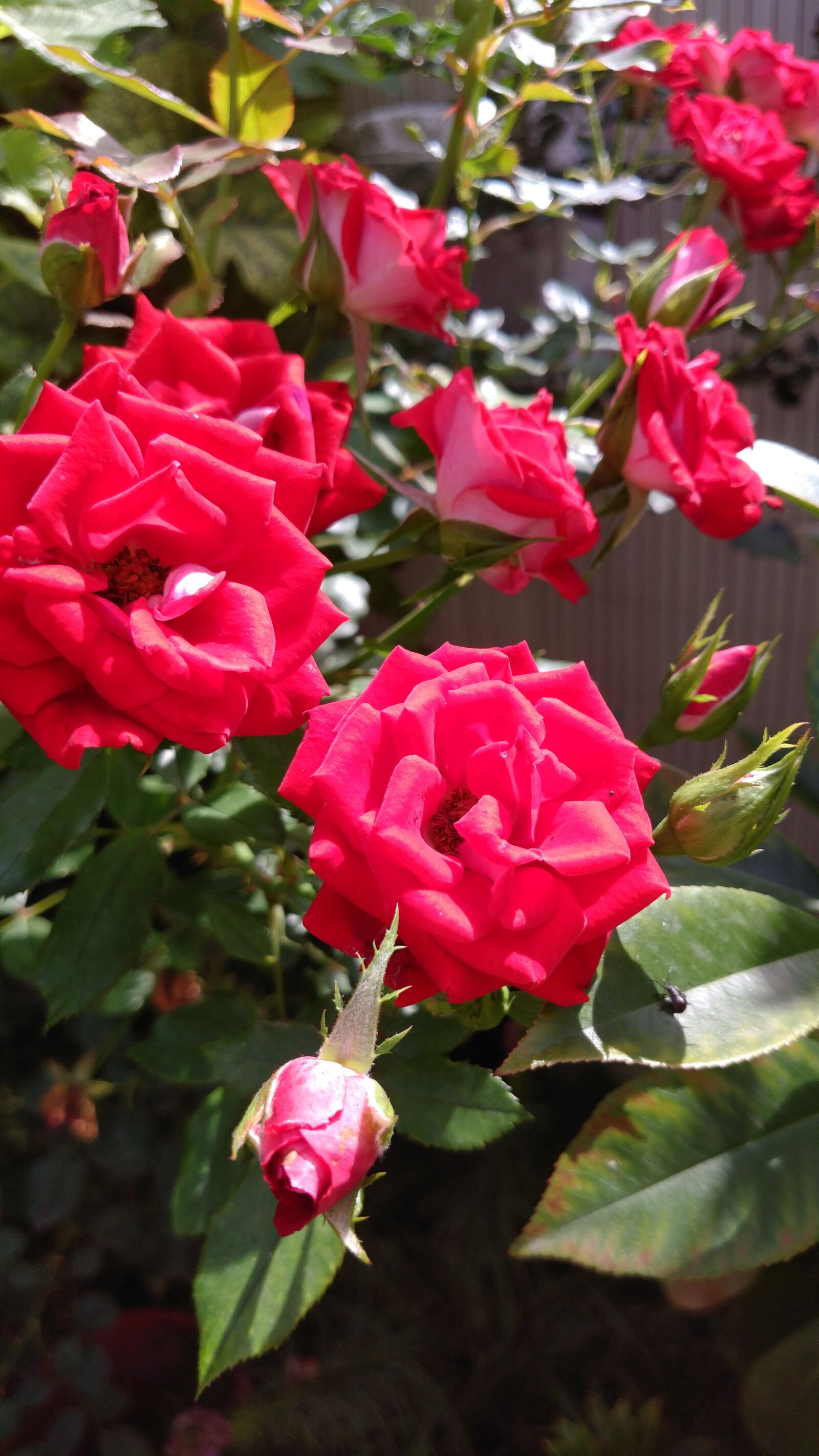 ZTE A2017G sample photo. Rose, green, plant photography