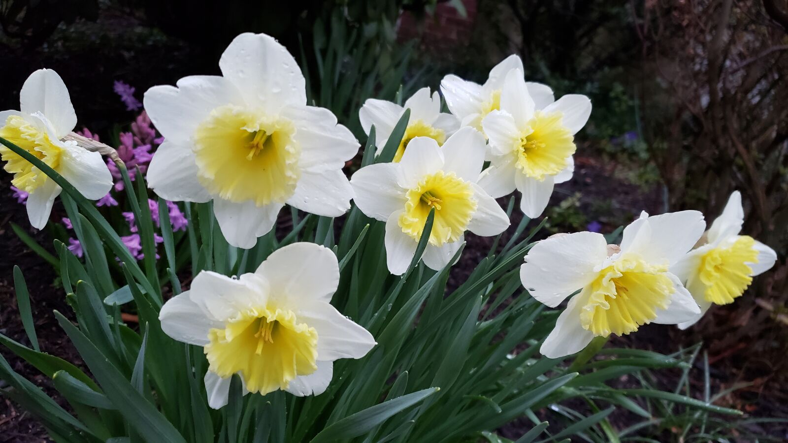 Samsung Galaxy Note9 sample photo. Daffodils, spring, daffodil photography