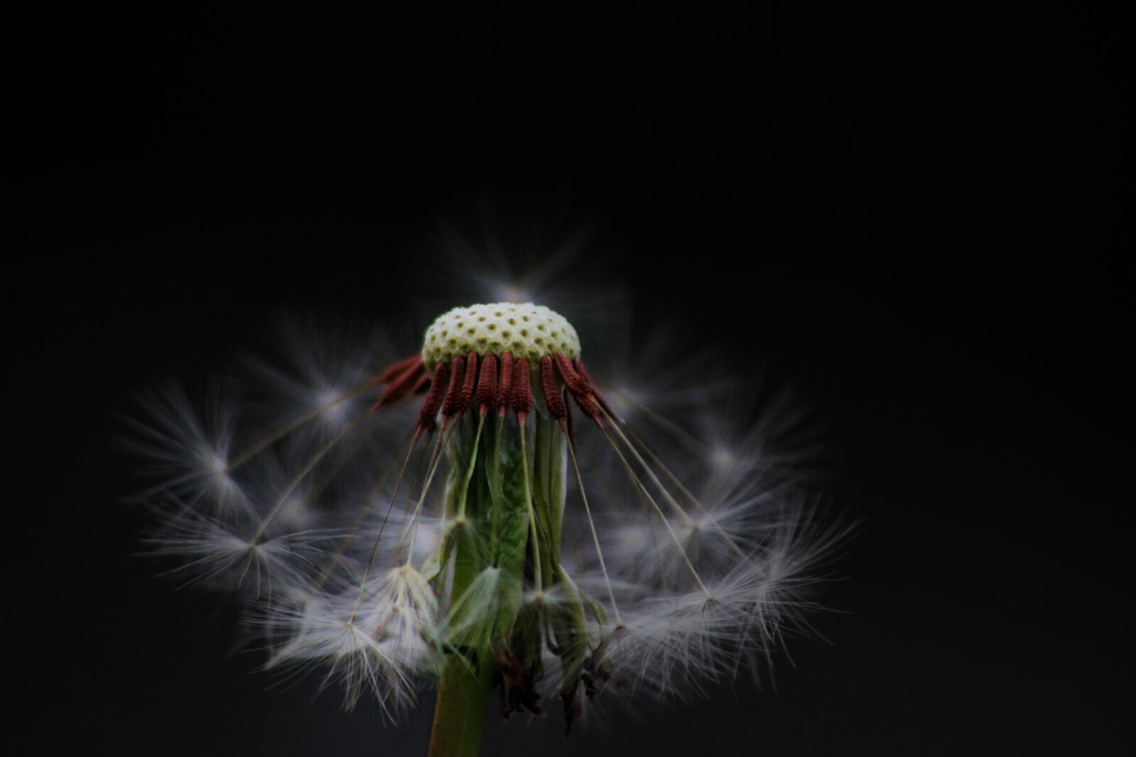 Canon EOS 600D (Rebel EOS T3i / EOS Kiss X5) sample photo. Dandelion, flower, wild photography