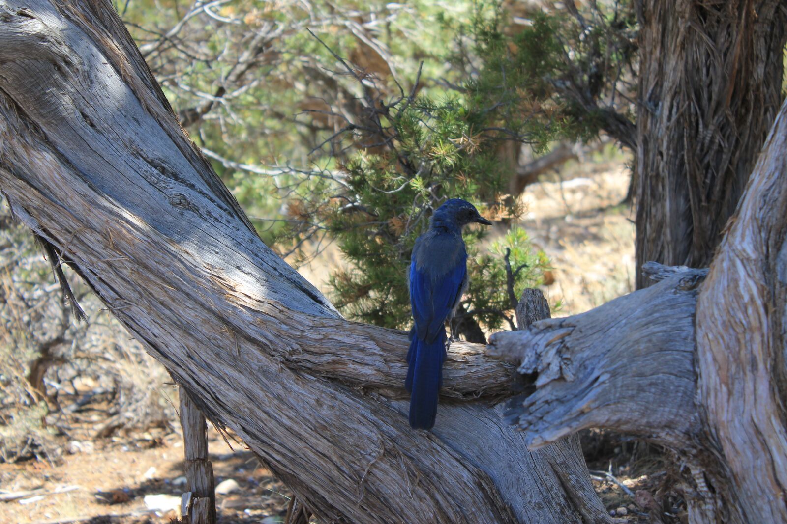 Canon EOS 1100D (EOS Rebel T3 / EOS Kiss X50) sample photo. Bird, colorado, nature photography