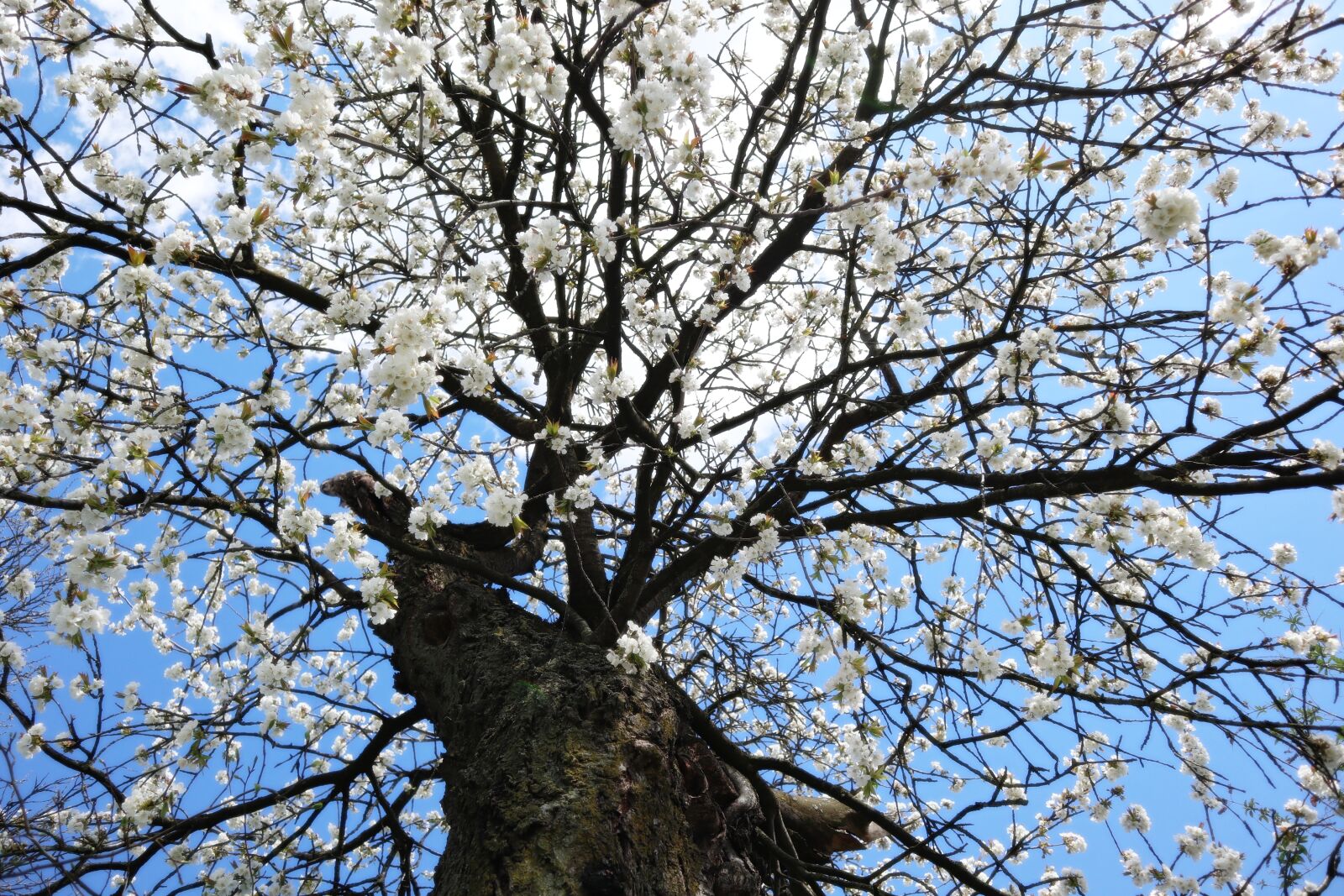 Canon EOS M100 sample photo. Apple tree, white, flowers photography