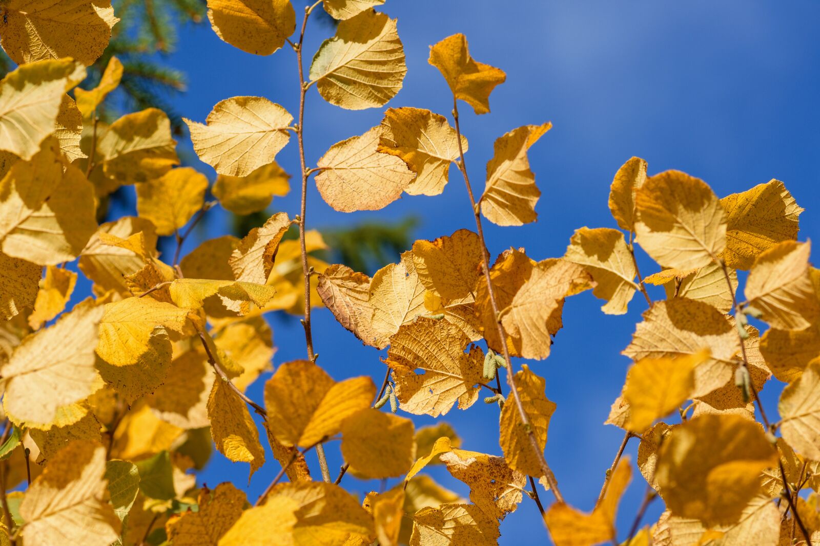 Nikon D7200 sample photo. Leaves, beech, autumn photography