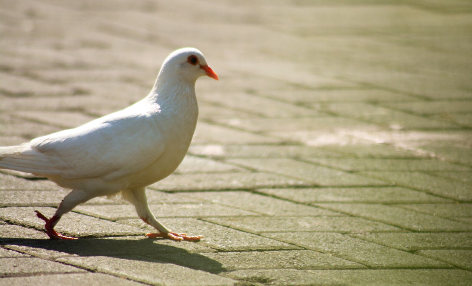 Nikon D5200 sample photo. Pigeon, dove, bird photography