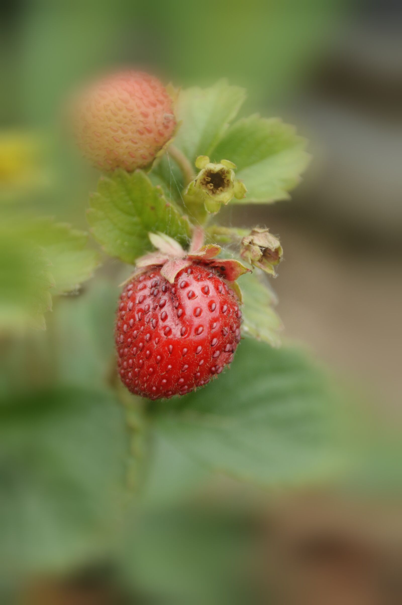 Nikon D3200 sample photo. Fruit, strawberry, costs photography