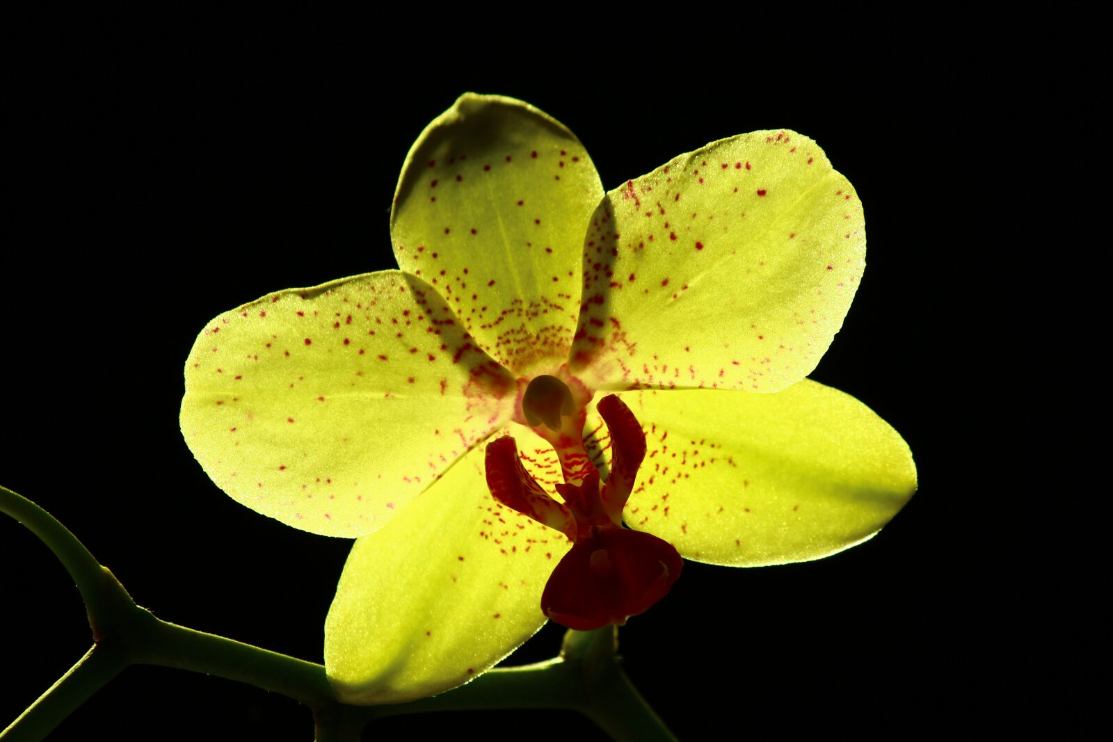 Canon EOS 600D (Rebel EOS T3i / EOS Kiss X5) sample photo. Yellow orchid, bright orchids photography