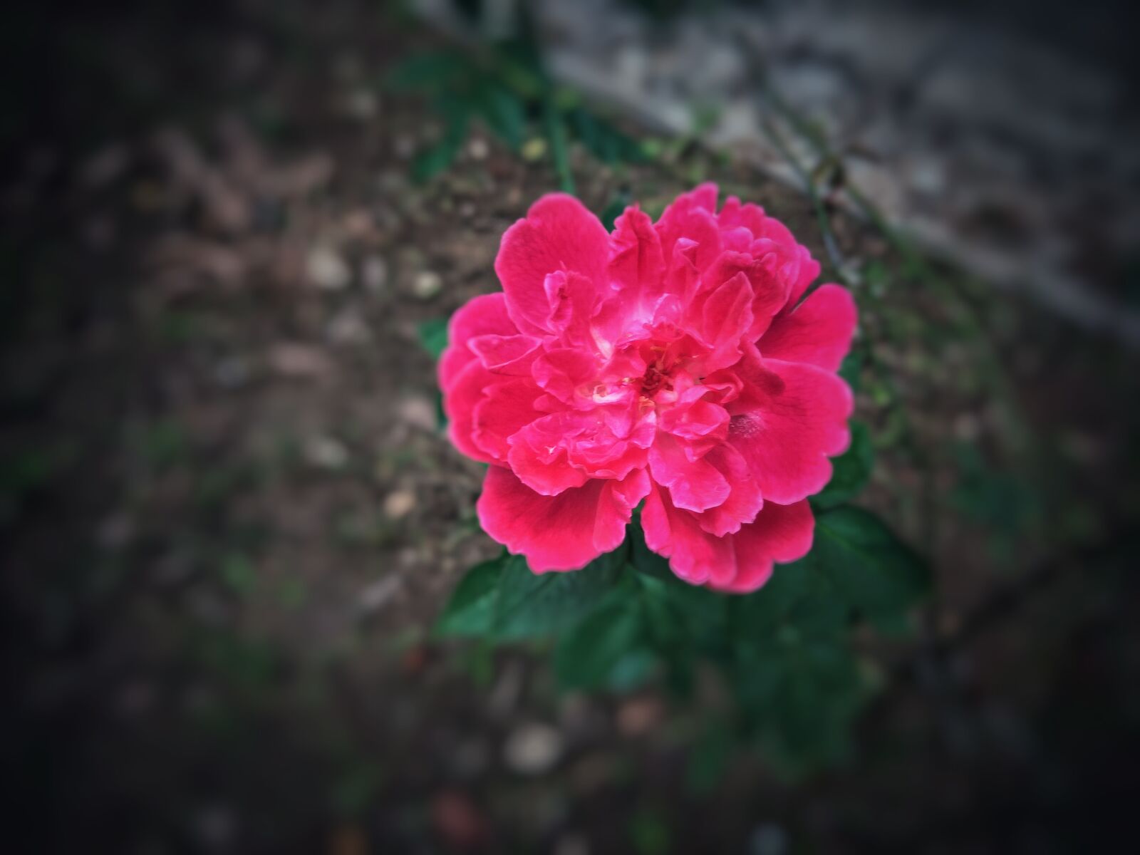 Xiaomi Redmi Note 3 sample photo. Awesome, beautiful, flowers, flower photography
