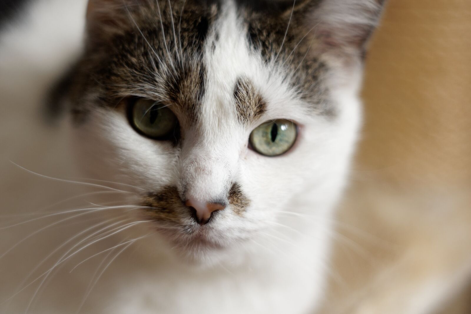 Sony Alpha DSLR-A700 sample photo. Cat, kitten, fluffy photography