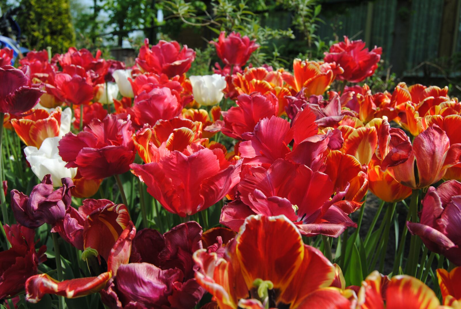 Nikon D3000 sample photo. Flowers, red, tulips photography