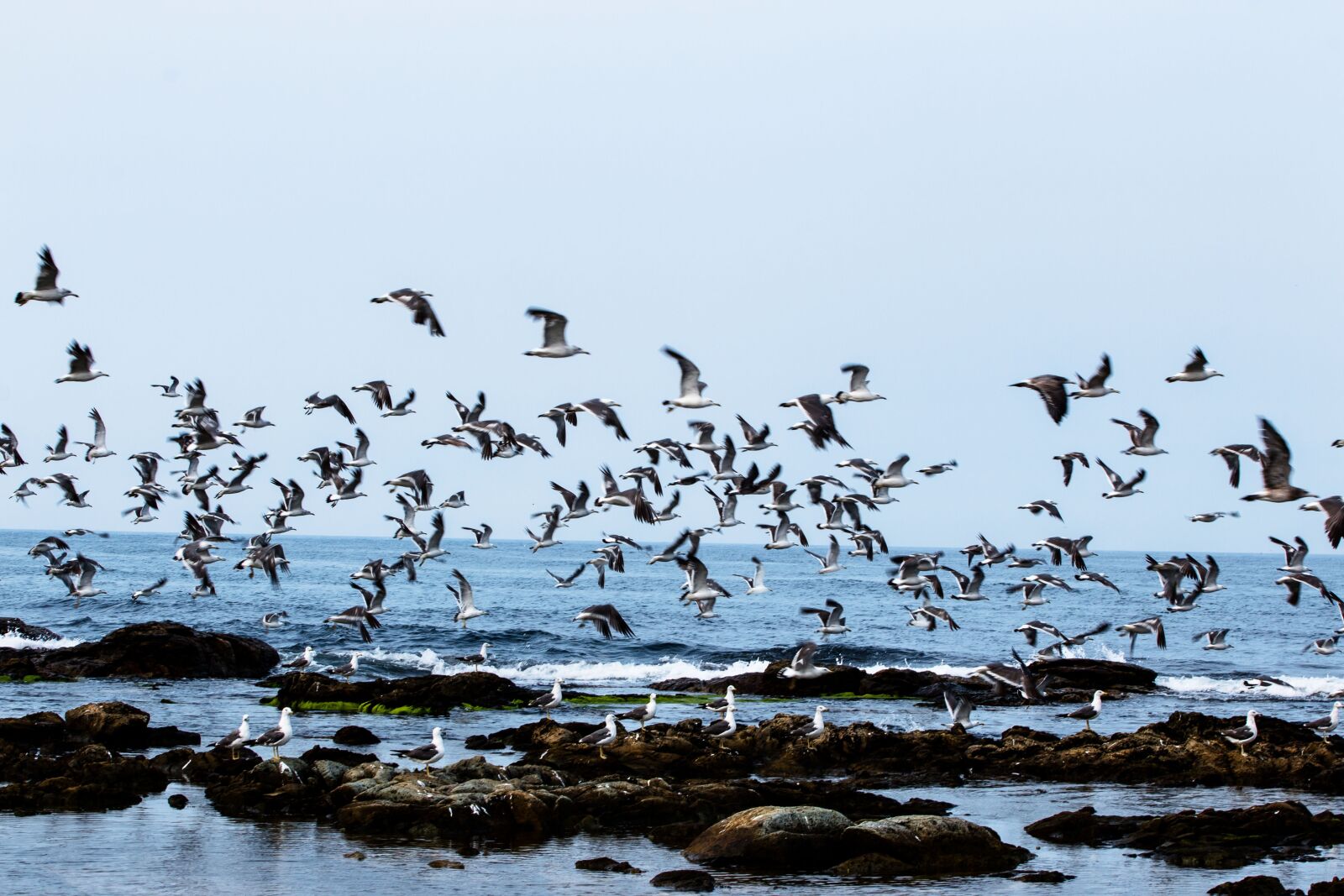 Canon EOS 70D + Canon EF 70-200mm F4L USM sample photo. Birds, nature, beach photography