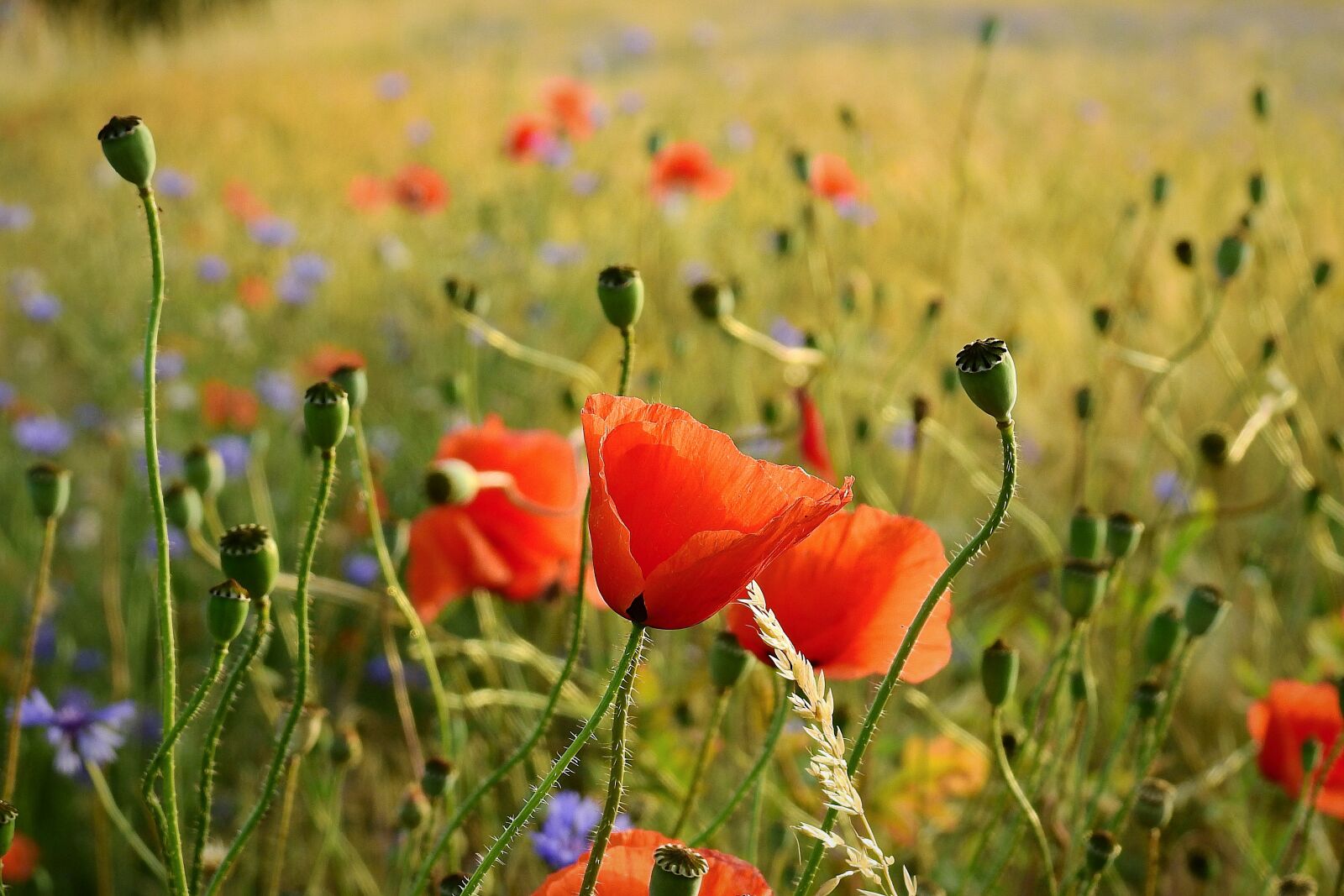 Nikon Coolpix P900 sample photo. Field, poppies, figure photography